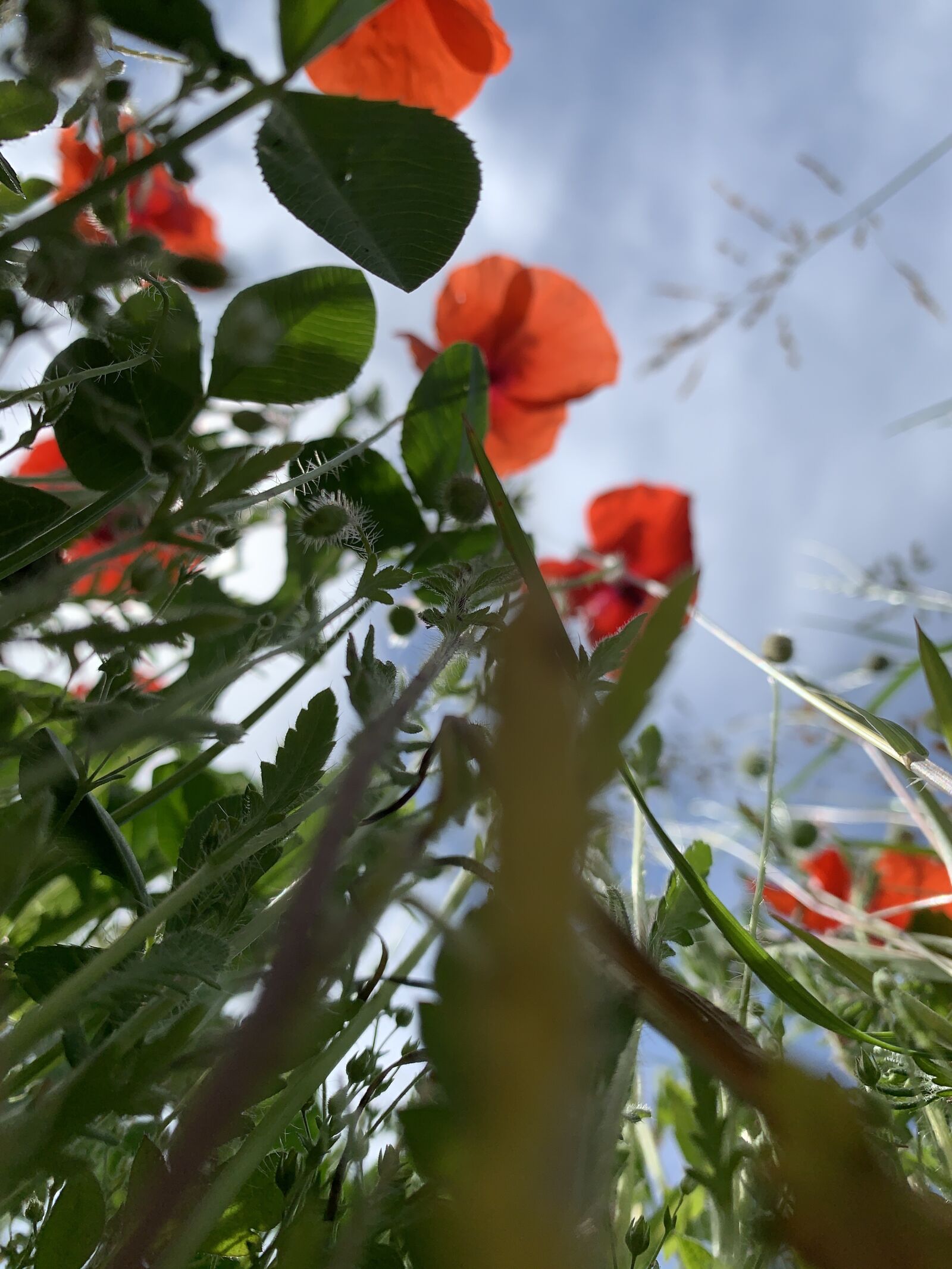 iPhone XR back camera 4.25mm f/1.8 sample photo. Poppy, spring, flower photography