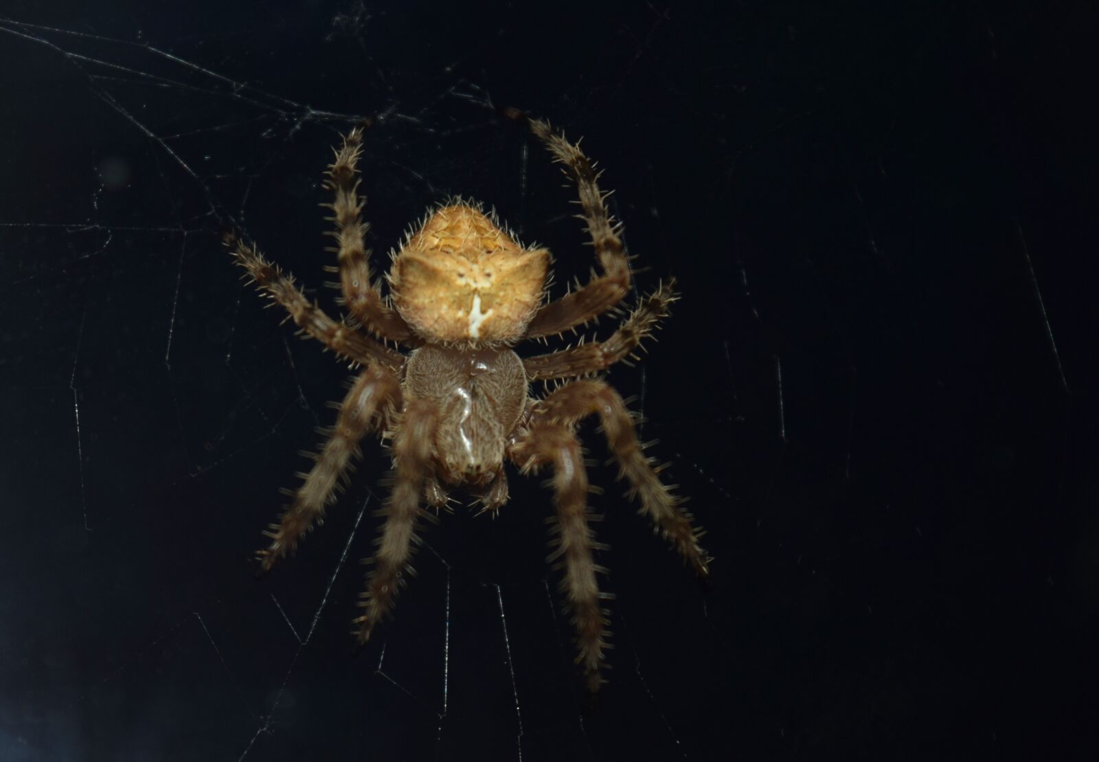Nikon D3300 sample photo. Animal, insect, spider photography