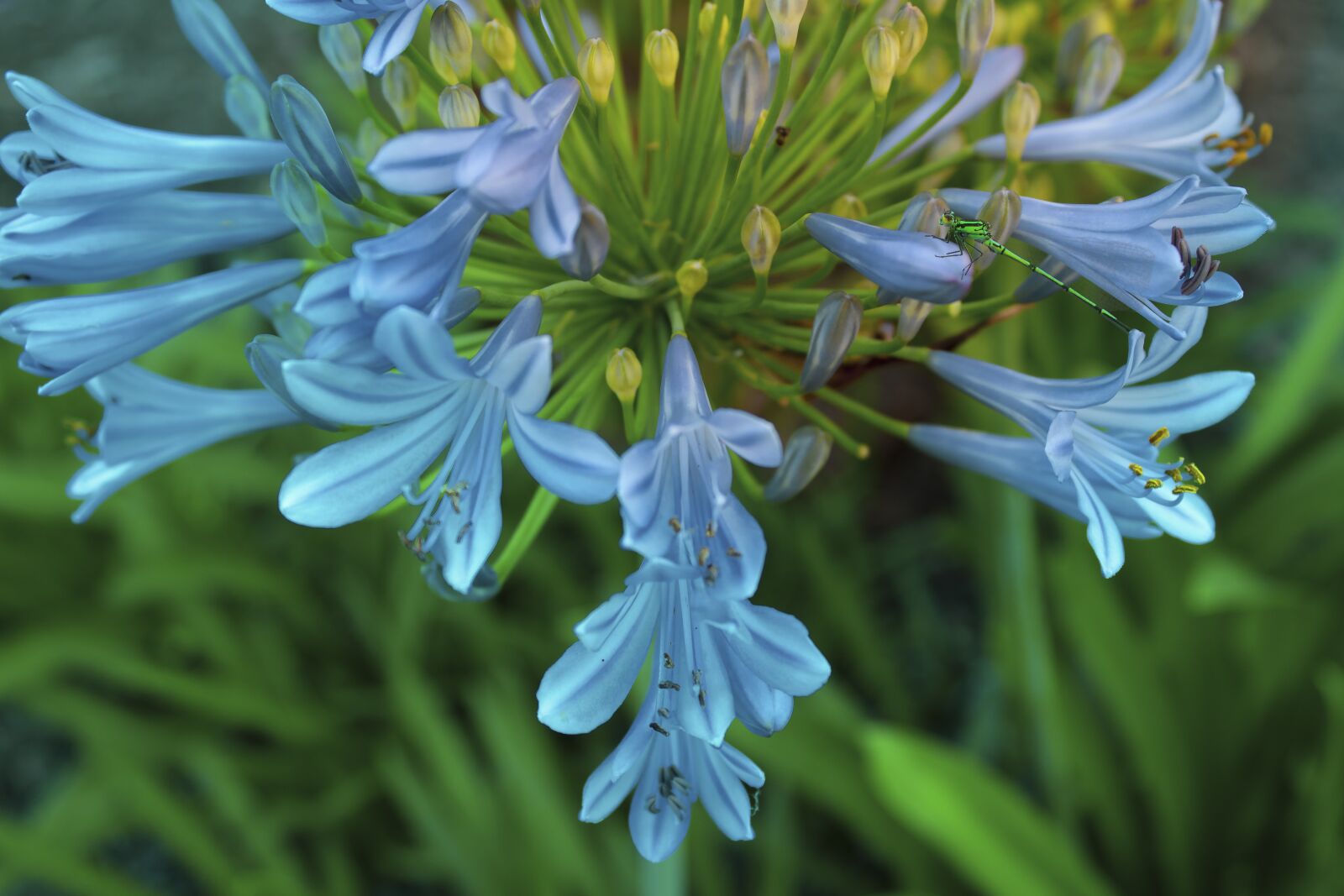 Canon EOS 200D (EOS Rebel SL2 / EOS Kiss X9) sample photo. Flower, agapanthus, bloom photography