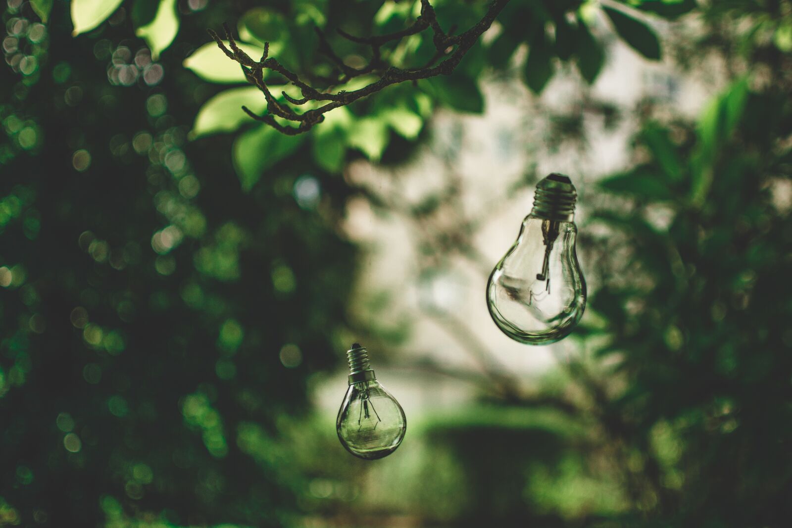 Nikon D5200 sample photo. Light bulb, nature, tree photography