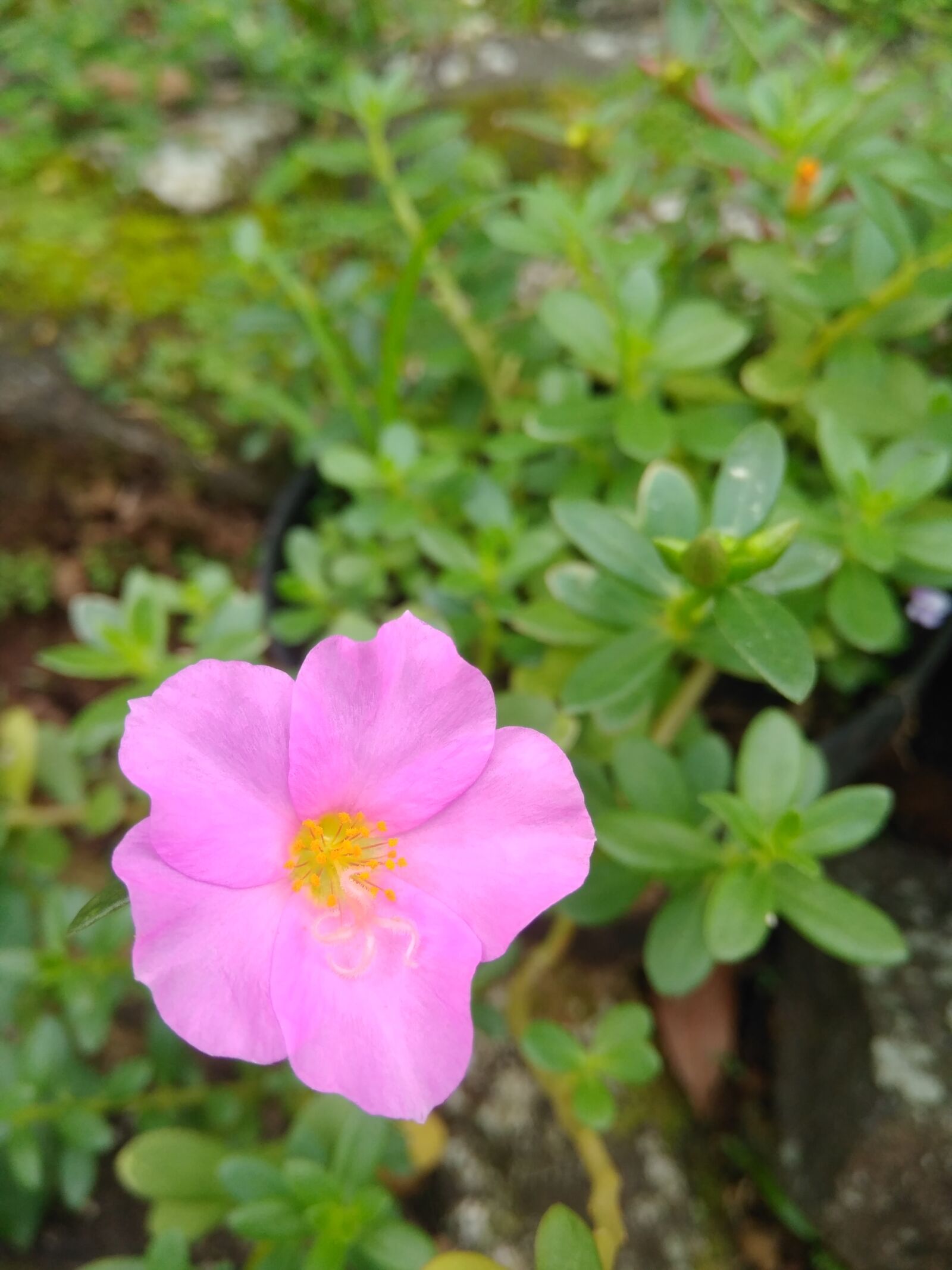 Xiaomi Redmi 4 Pro sample photo. Nice flower, pink flower photography