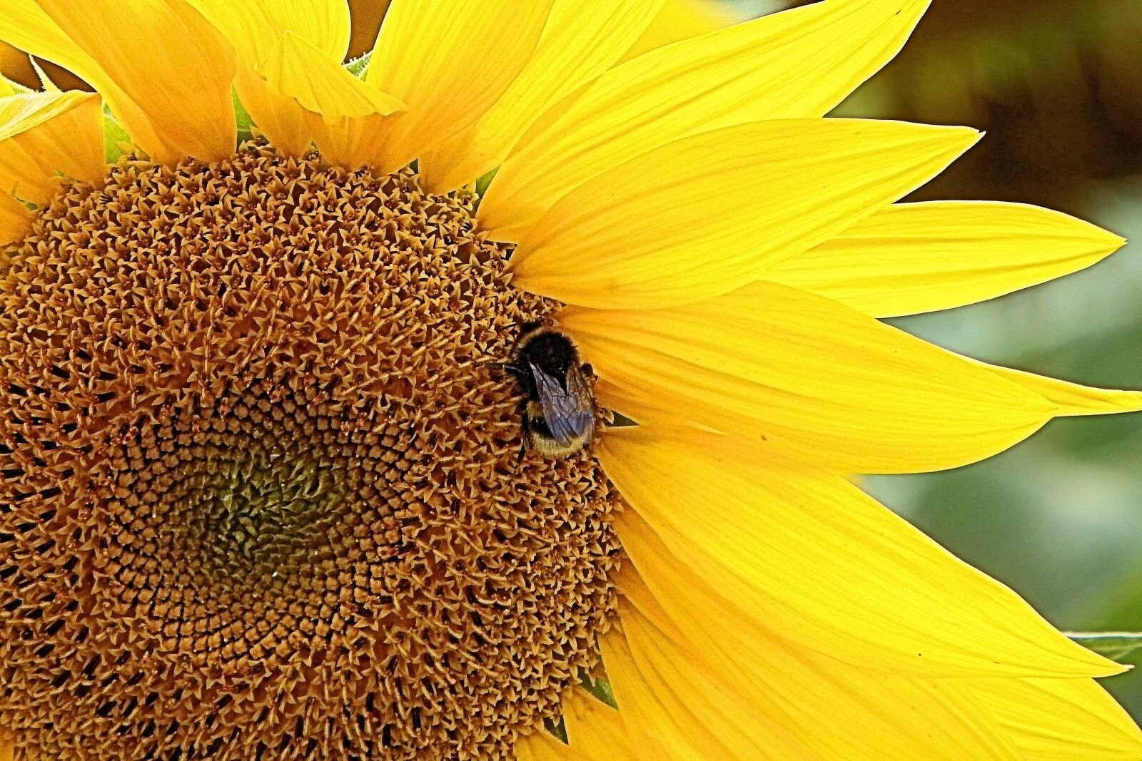 Fujifilm FinePix SL1000 sample photo. Sunflower, hummel, insect photography