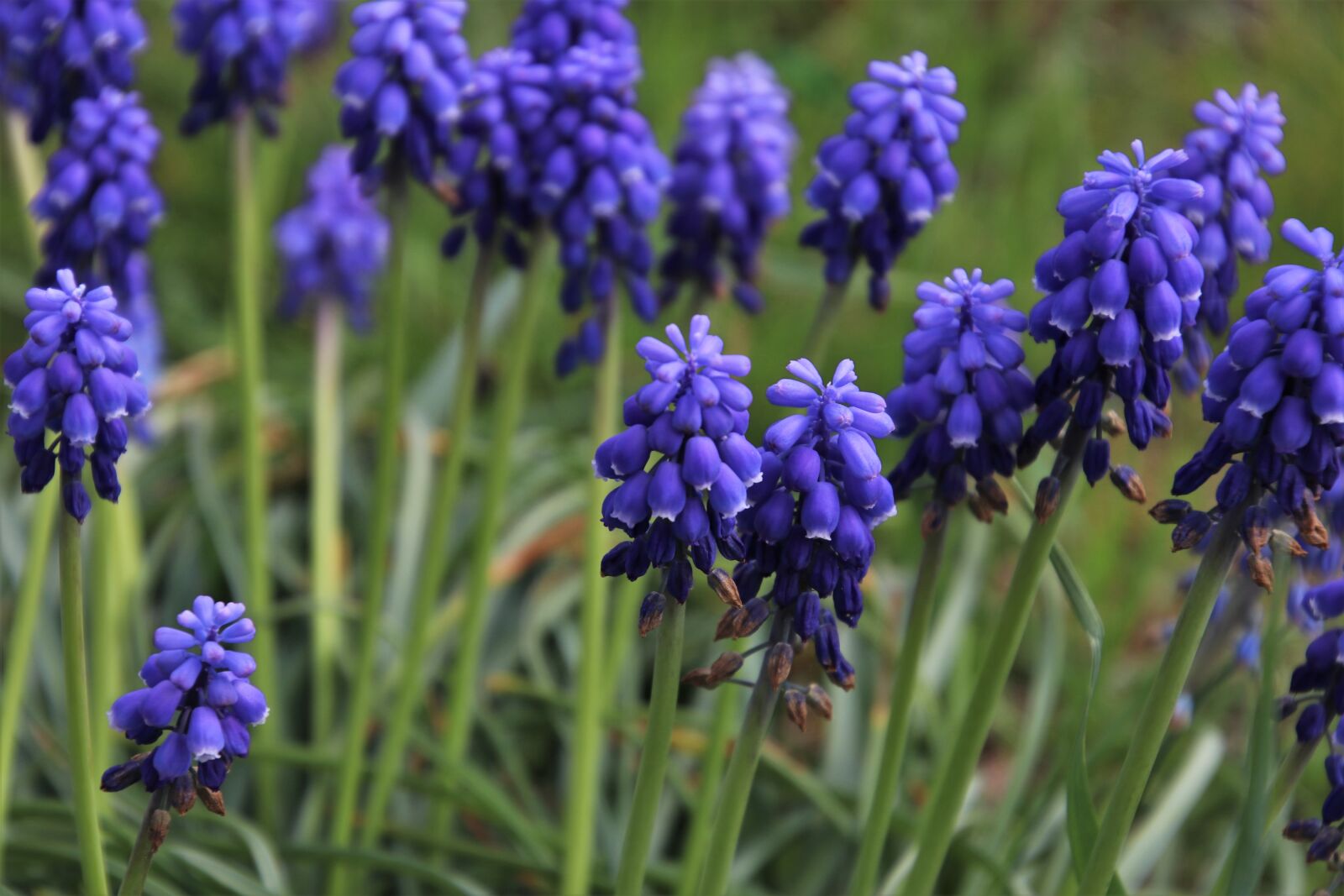 Canon EOS 80D sample photo. Spring, muscari, grape hyacinths photography