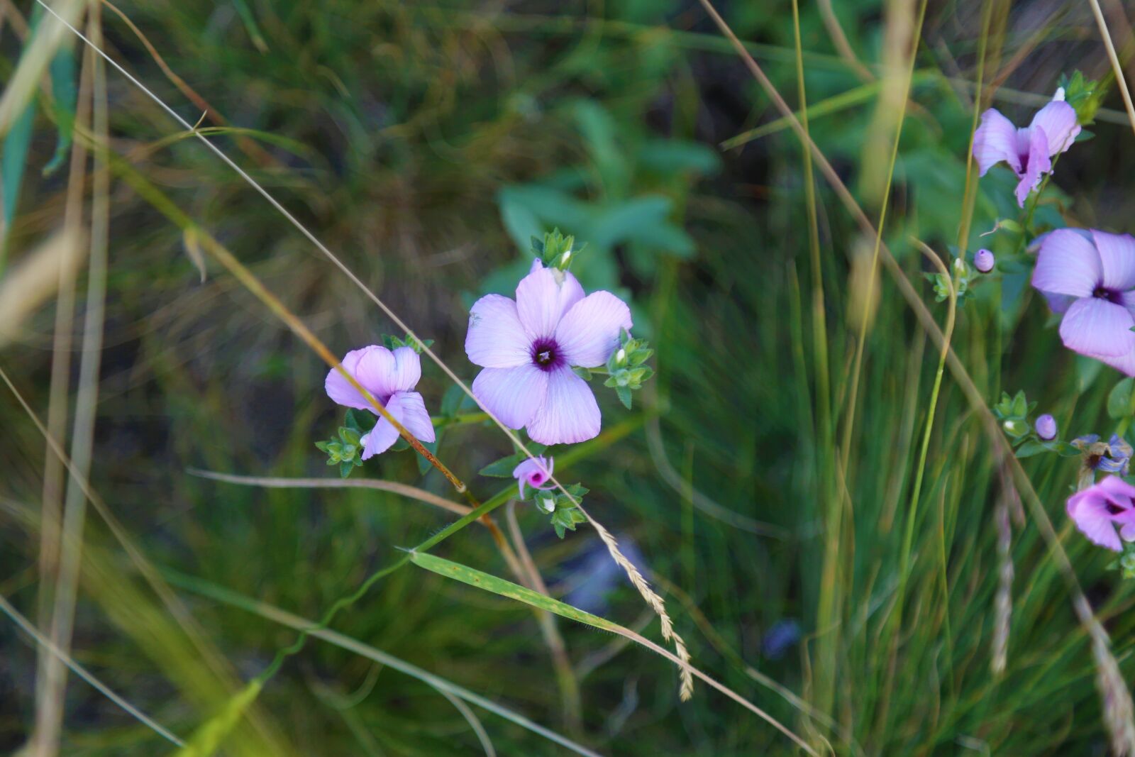 Canon EF 24-105mm F4L IS USM sample photo. Flower, nature, plant photography