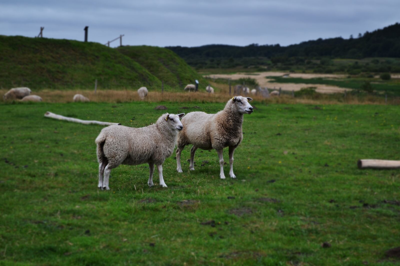 Nikon D3100 sample photo. Sheep, pasture, meadow photography