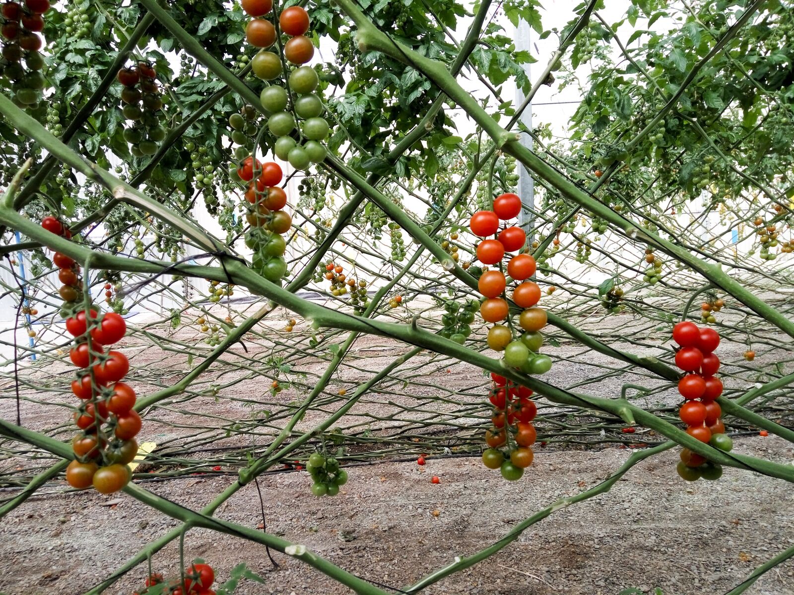Xiaomi Redmi Note 3 sample photo. Bouquet, tomato, plant photography