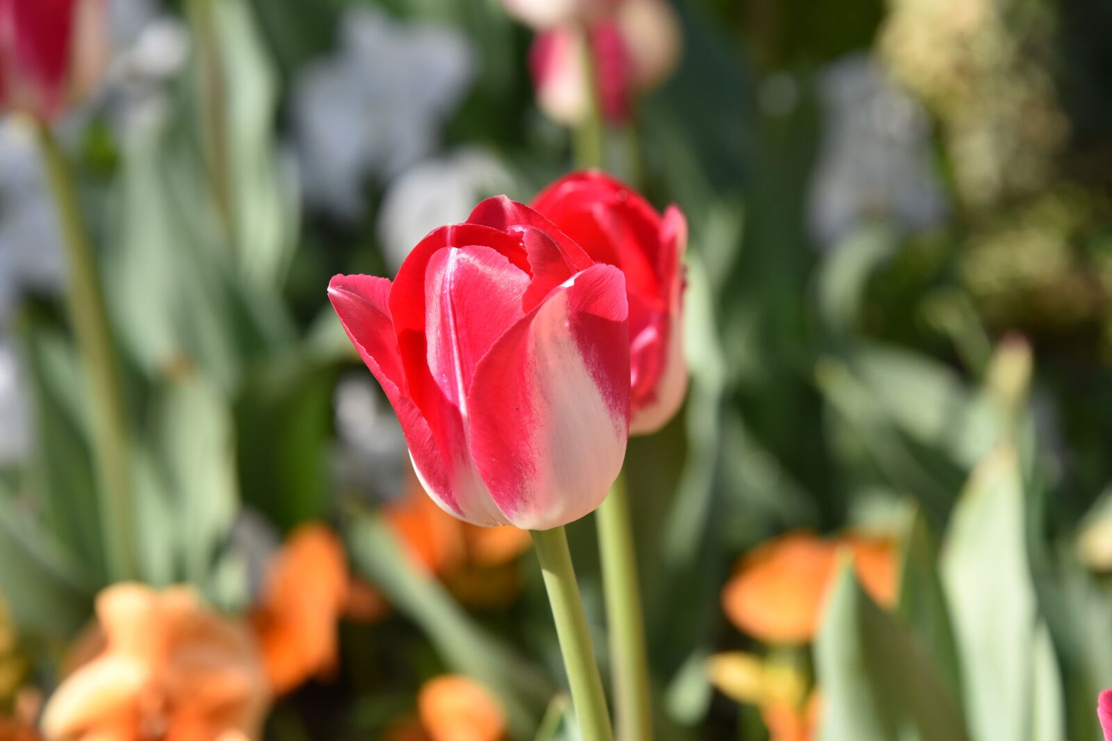 Nikon D750 sample photo. Tulips, spring, red photography