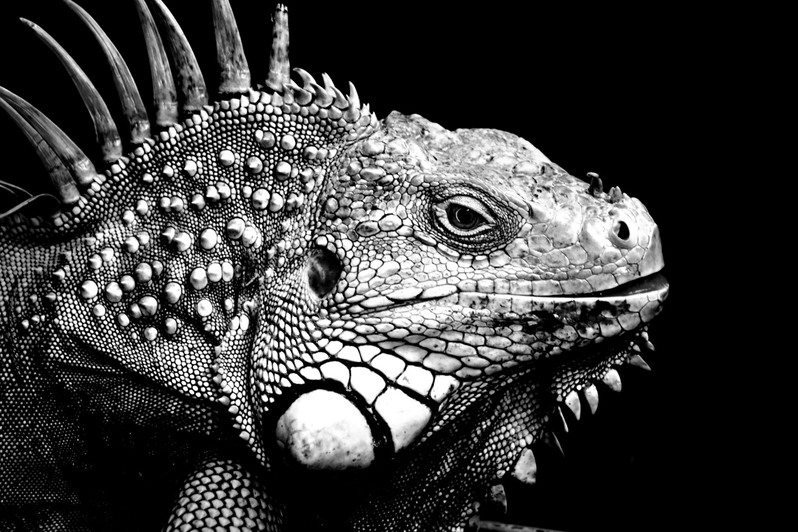 Nikon D3400 sample photo. Iguanas, background, black and photography