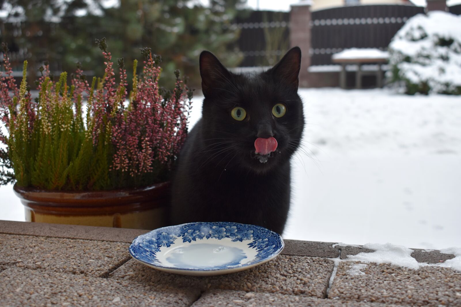 Nikon D5500 sample photo. Cat, black, the language photography