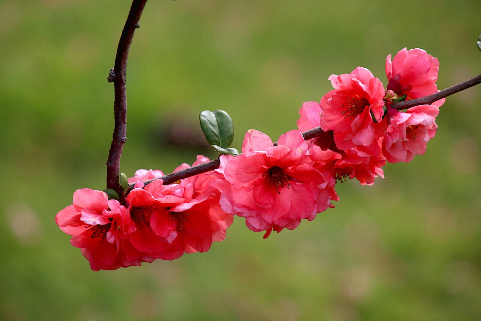 Canon EOS 800D (EOS Rebel T7i / EOS Kiss X9i) sample photo. Japan quince, flowers, red photography
