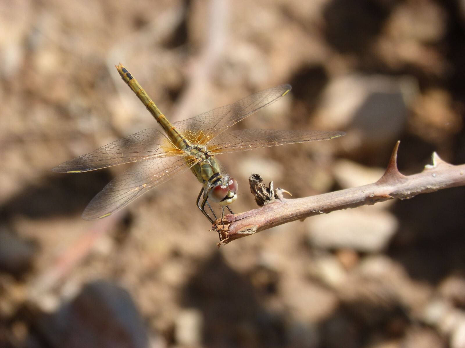 Panasonic DMC-FZ62 sample photo. Dragonfly, yellow dragonfly, branch photography