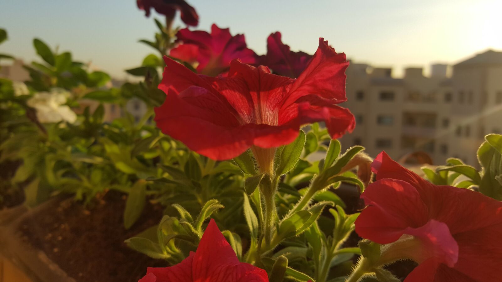 Samsung Galaxy Note5 sample photo. Flower, sun, nature photography