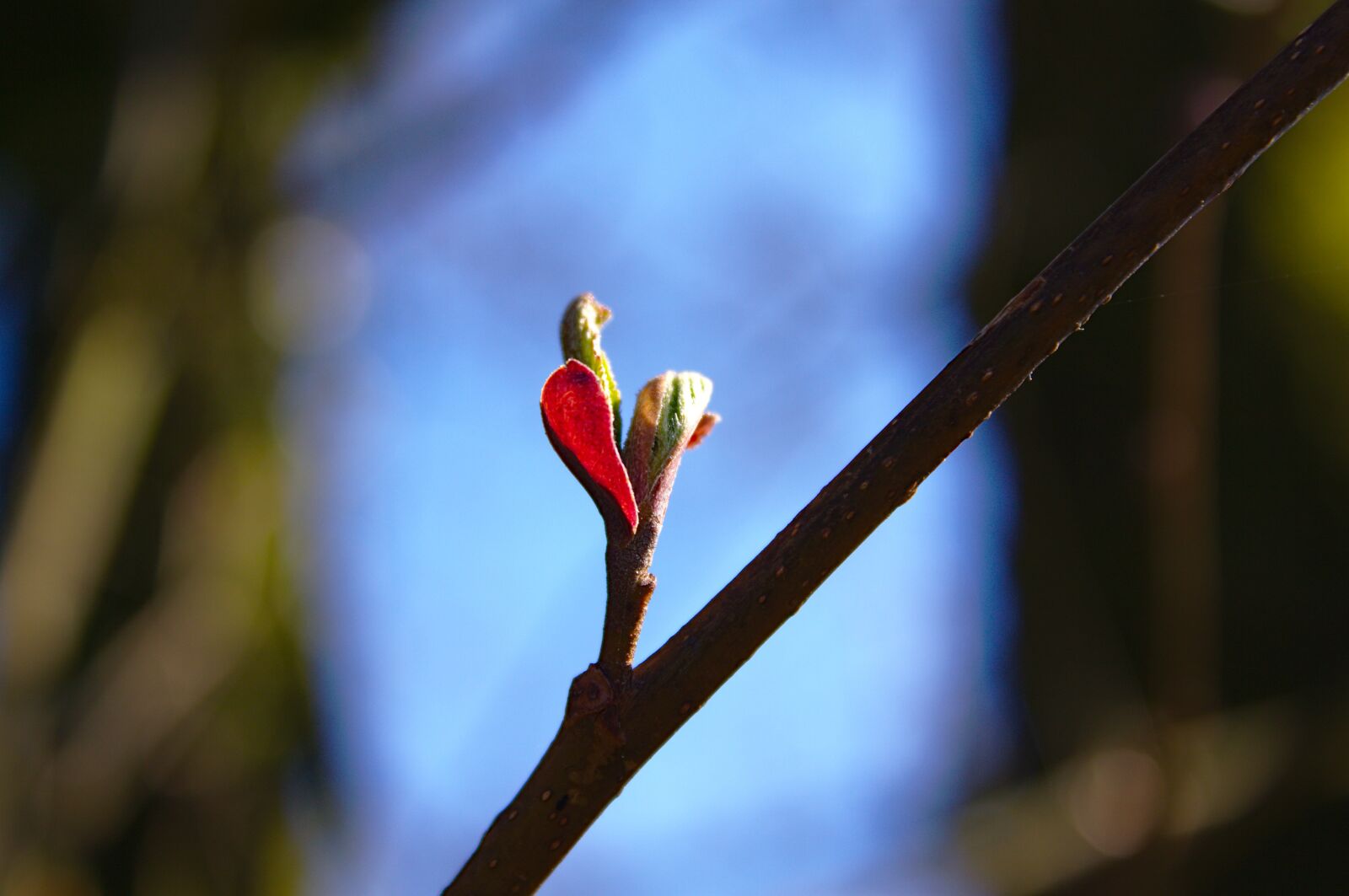 Canon EOS 50D sample photo. Spring, buds, leaf photography