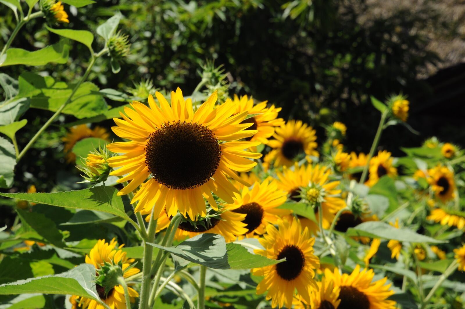 Nikon D90 sample photo. Flower, sunflower, summer photography