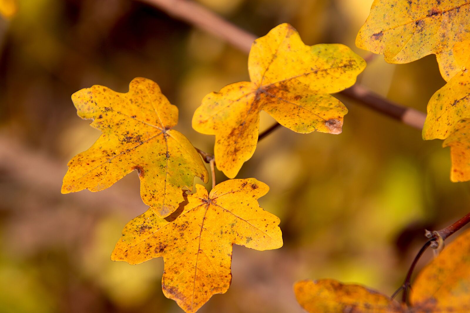 Canon EOS 800D (EOS Rebel T7i / EOS Kiss X9i) sample photo. Autumn leaves, fall colors photography