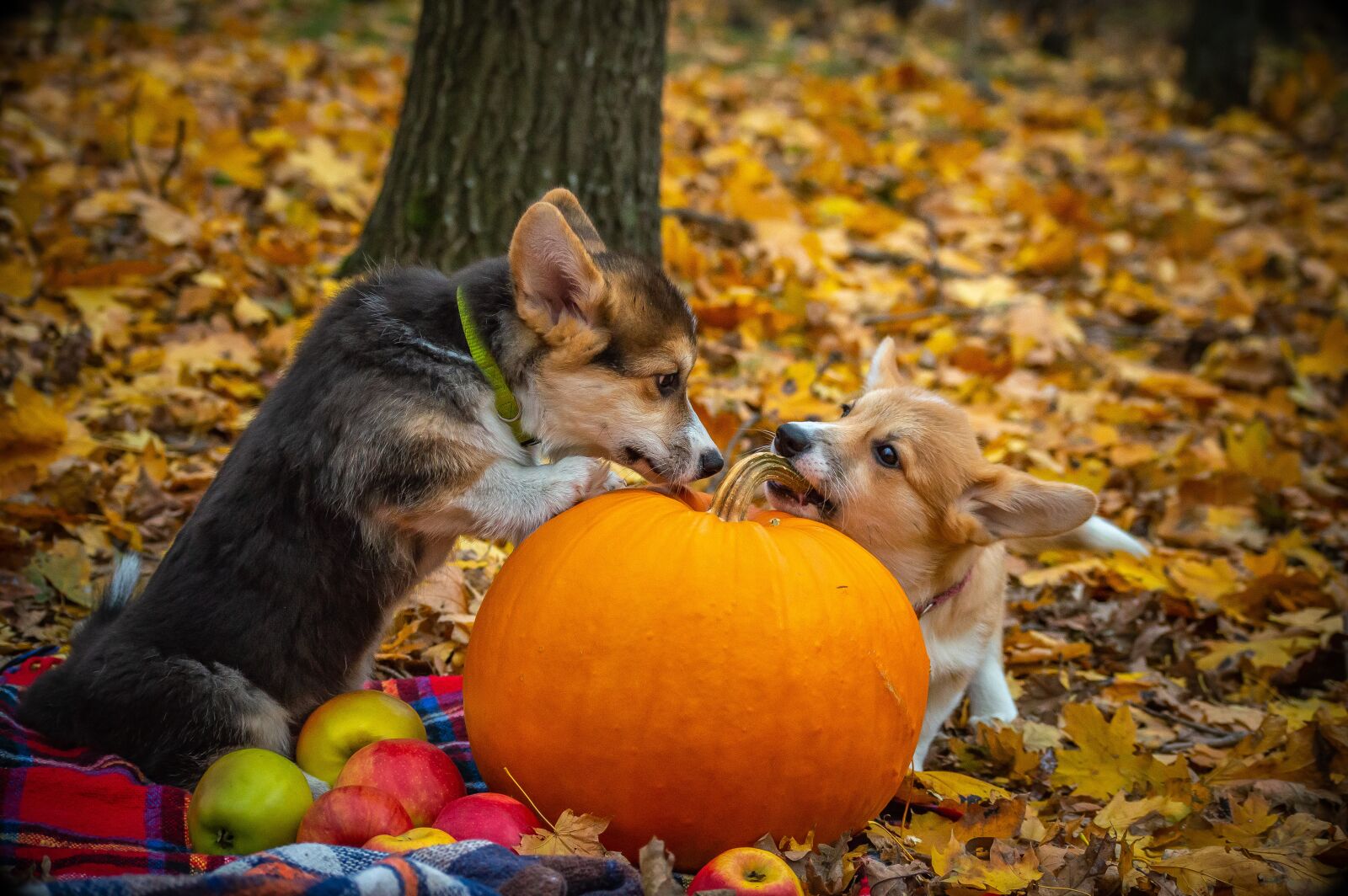 Nikon D3200 sample photo. Welsh corgi pembroke, corgi photography