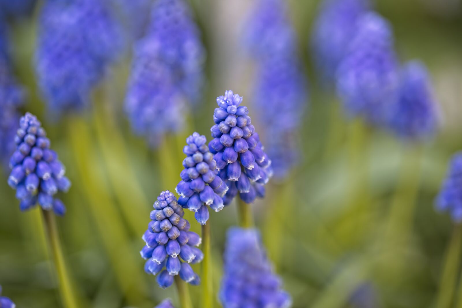 Canon EOS R sample photo. Blue grape, muscari botryoides photography