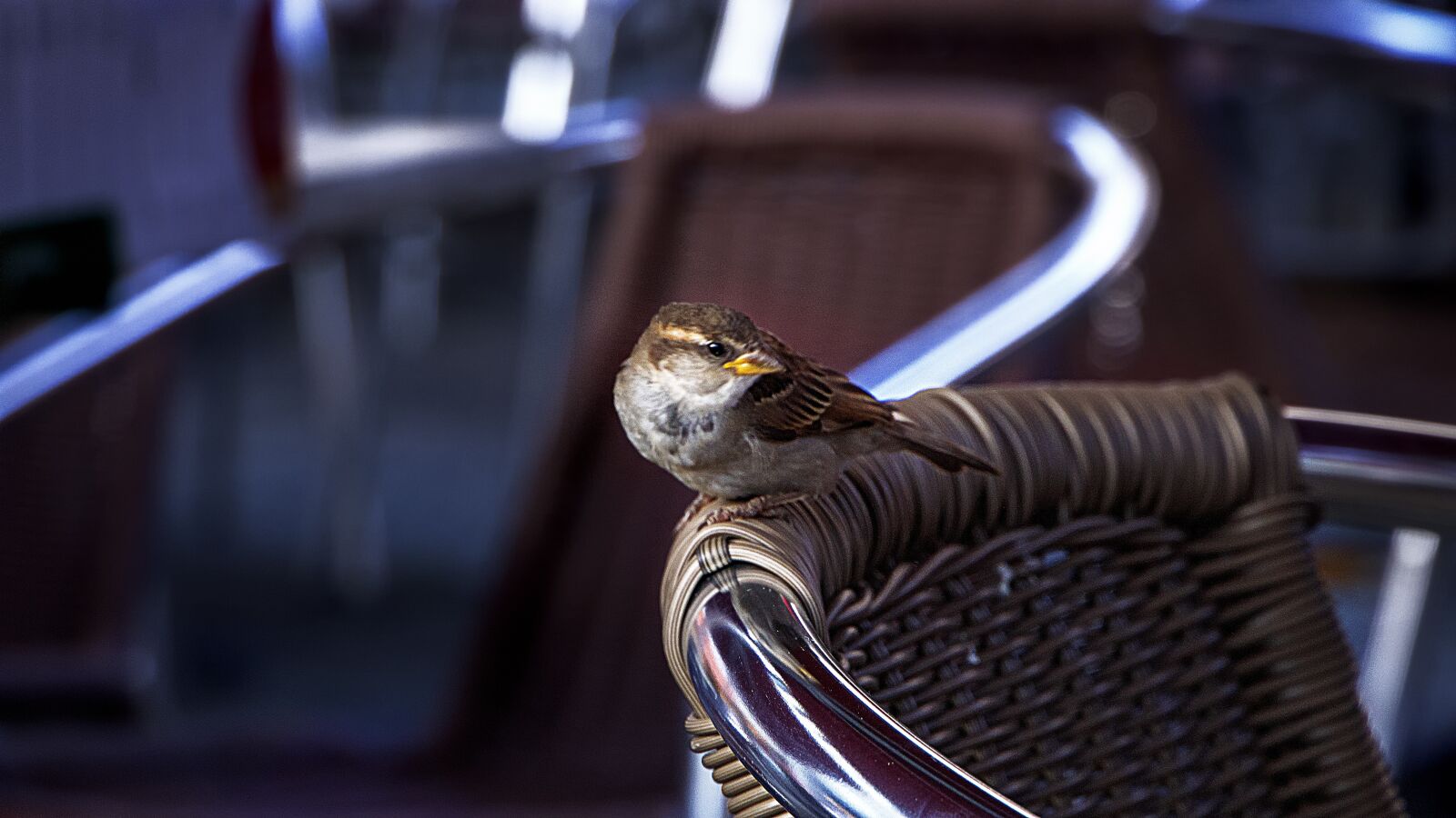 Canon EOS 700D (EOS Rebel T5i / EOS Kiss X7i) + Canon EF 24-105mm F3.5-5.6 IS STM sample photo. Birds, chair, bar photography