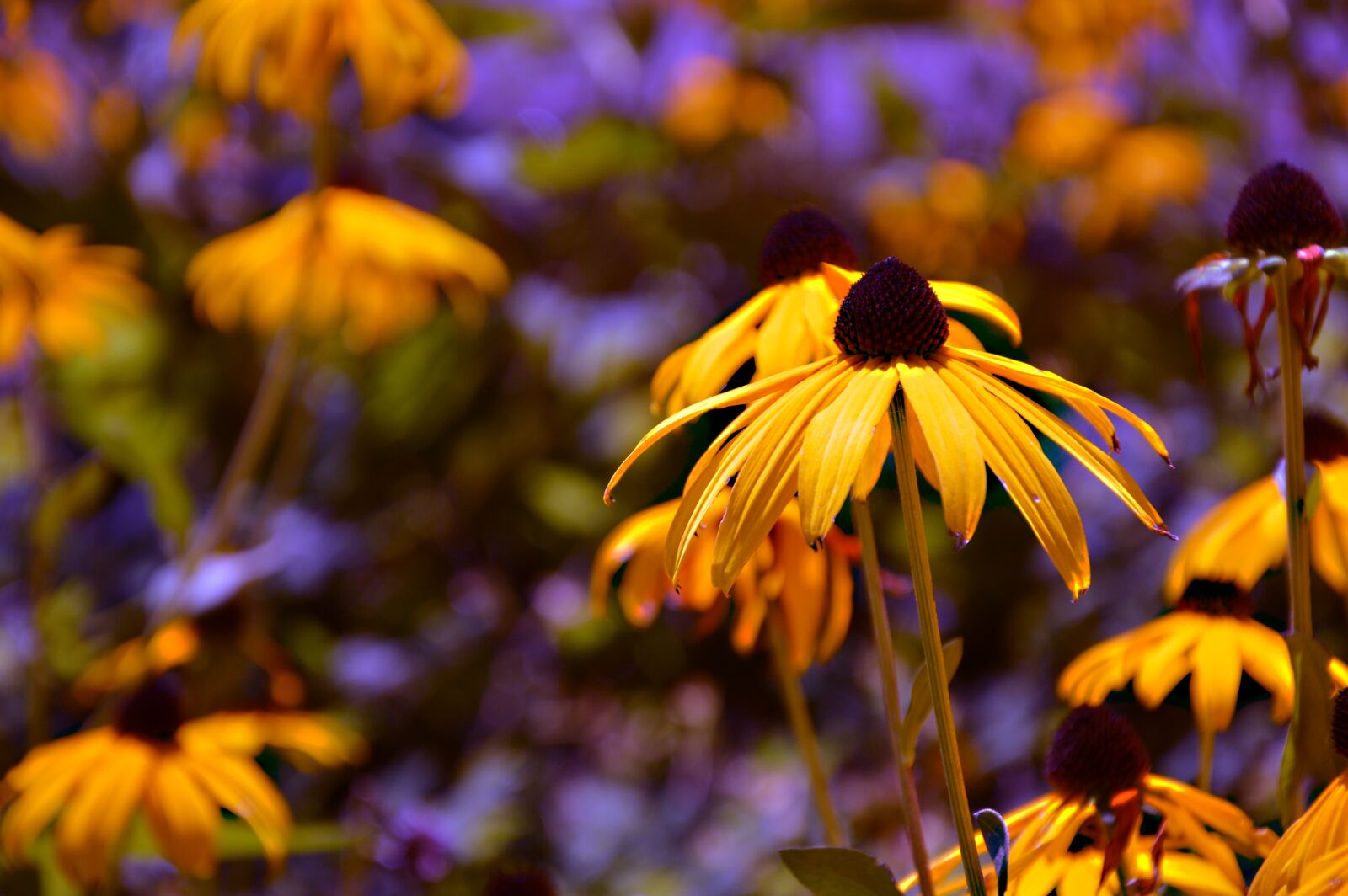 Nikon D3200 sample photo. Flowers, coneflower, echinacea photography
