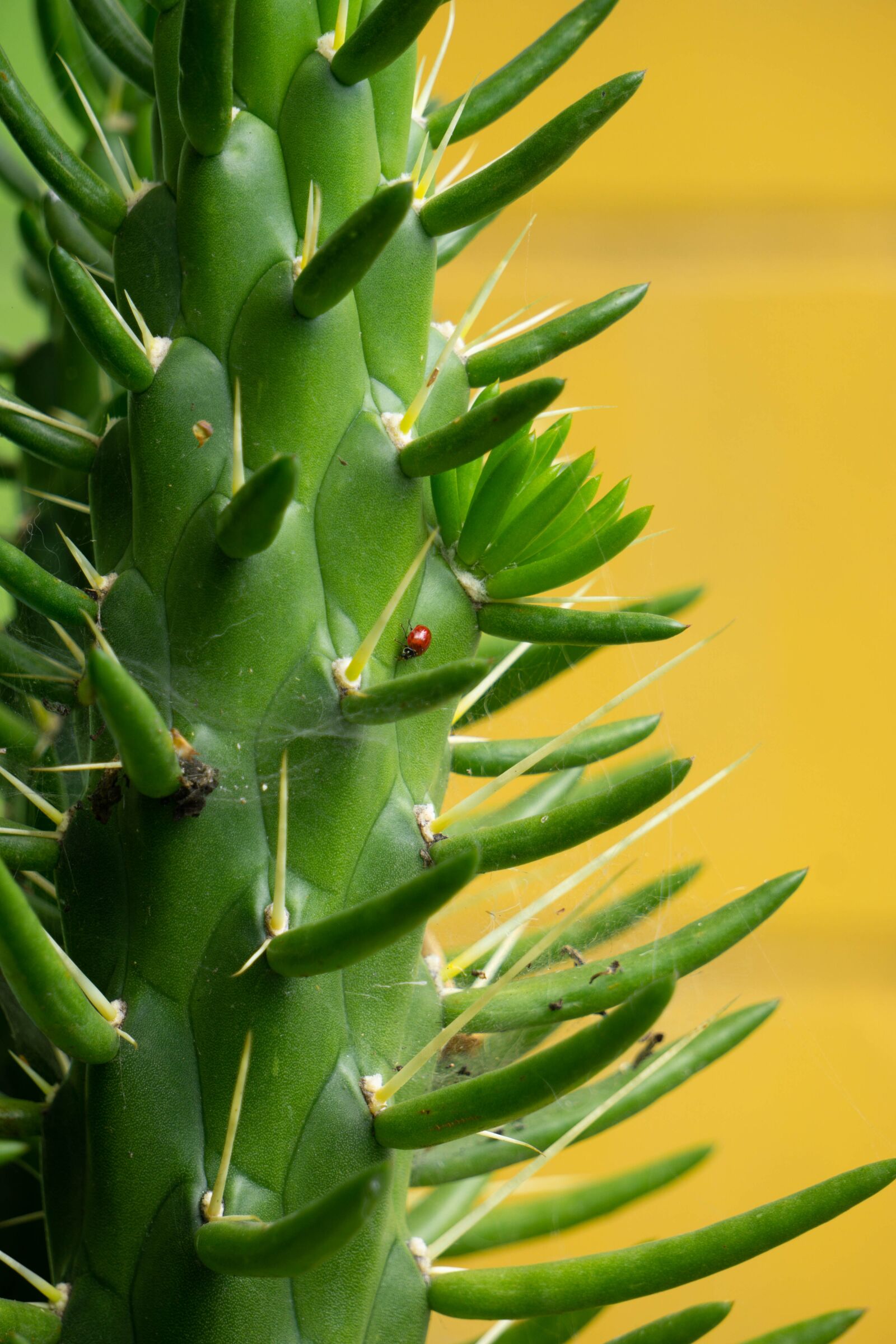 Sony E 55-210mm F4.5-6.3 OSS sample photo. Cactus, yellow, catarina photography