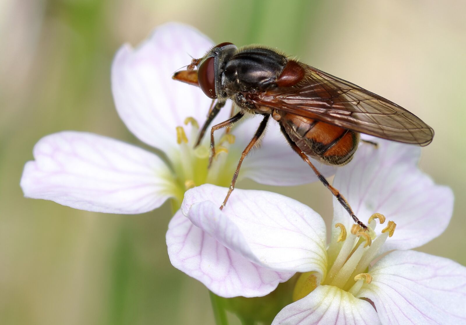 Canon EOS 80D sample photo. Rhingia campestris, hoverfly, insect photography