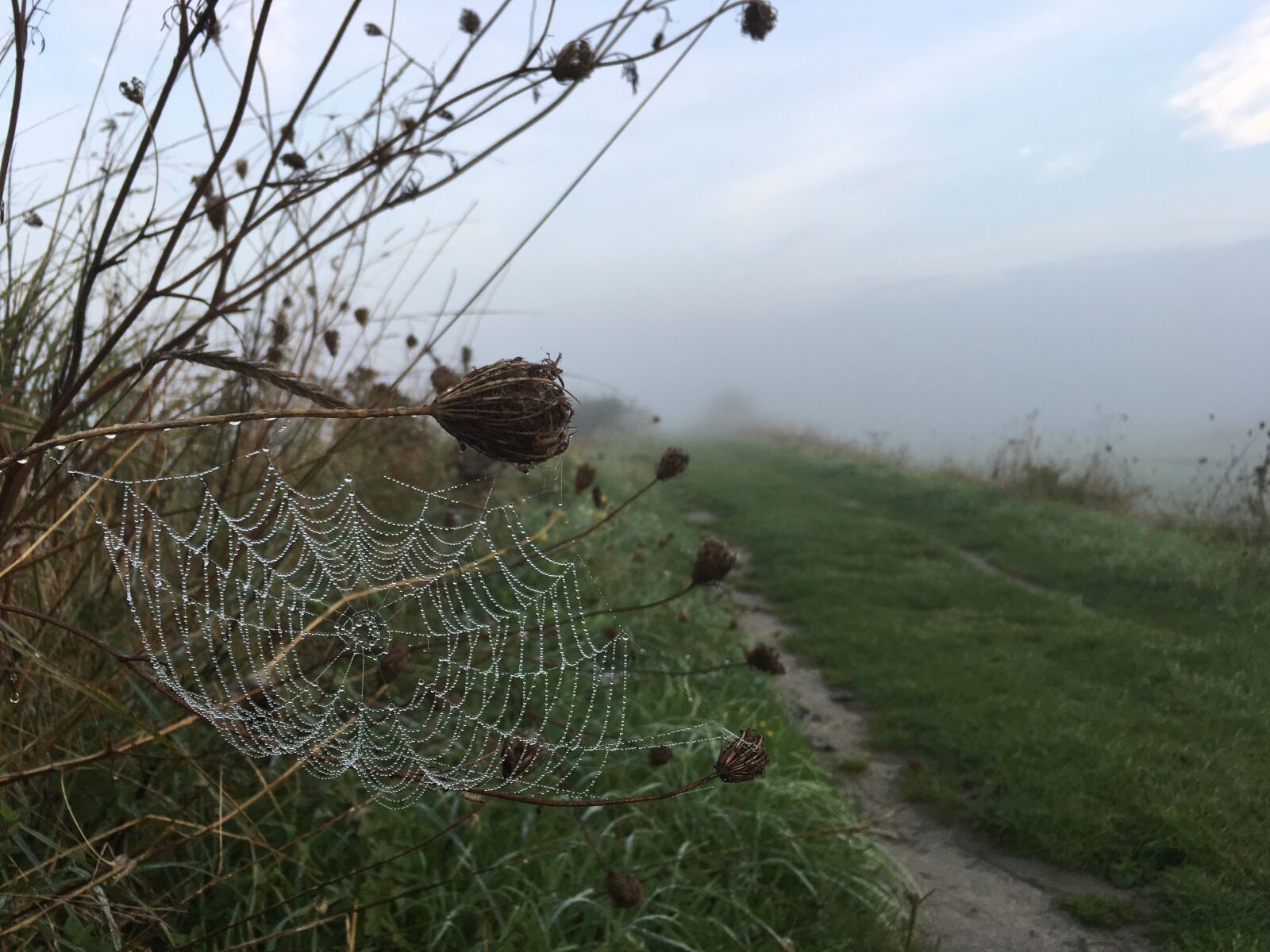 Apple iPhone 6s Plus sample photo. Fog, grass, cobweb photography
