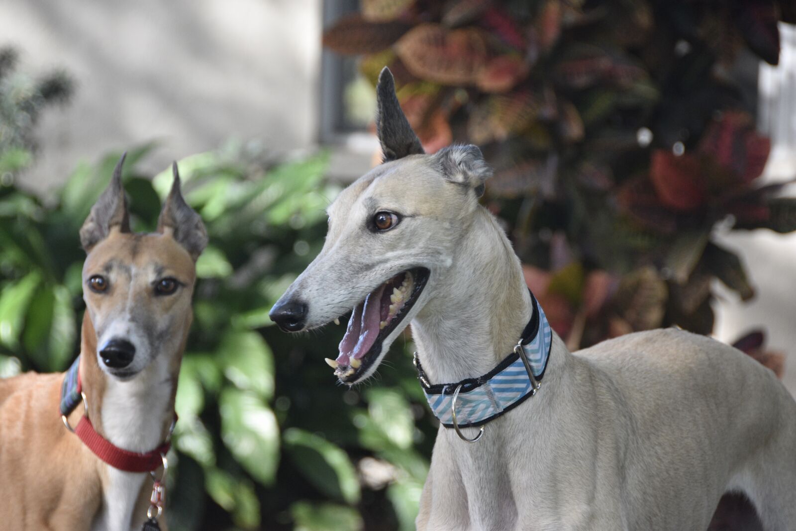 Nikon D5500 sample photo. Greyhound, sight hound, dog photography