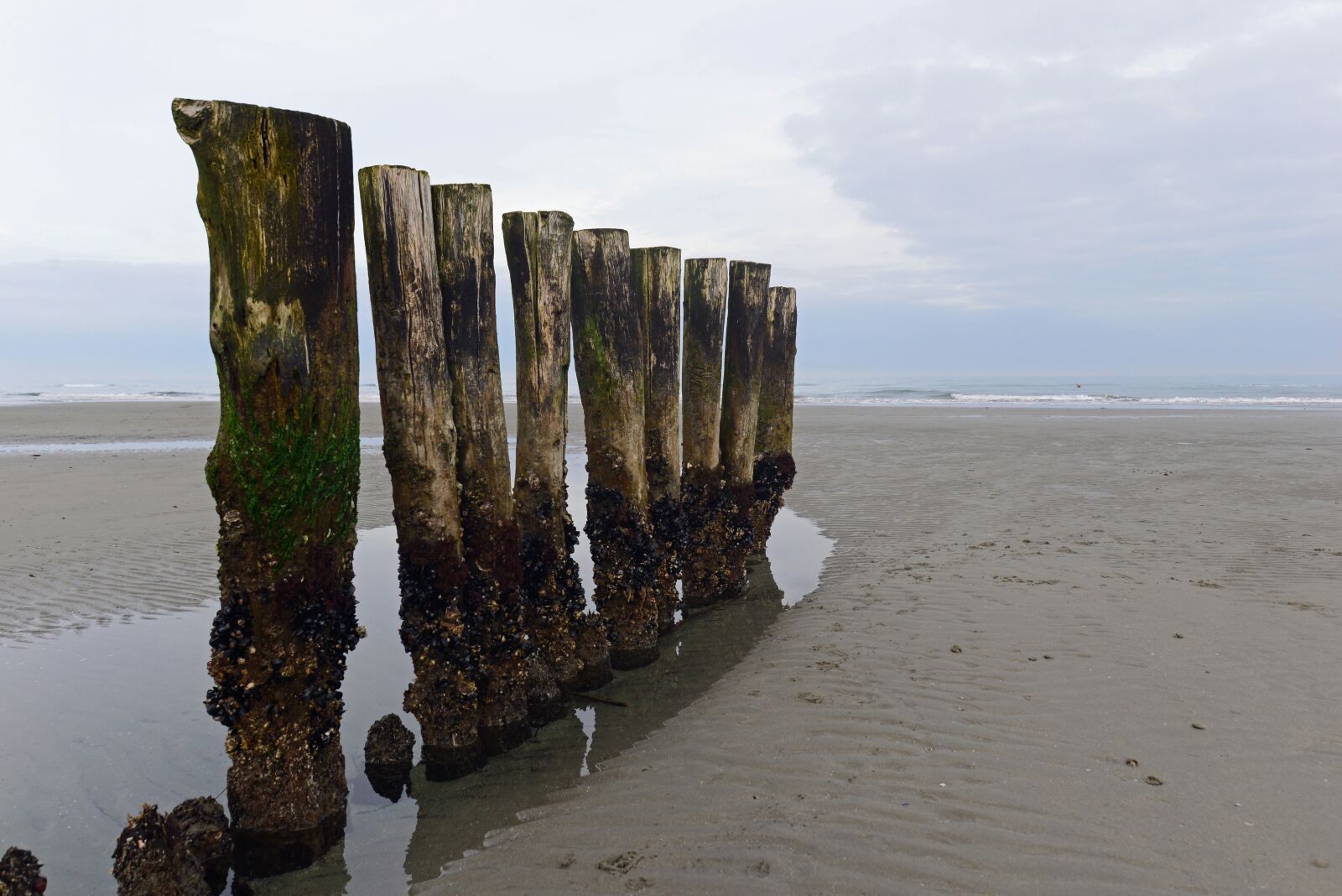 Nikon D610 sample photo. Beach, sand, trunks photography