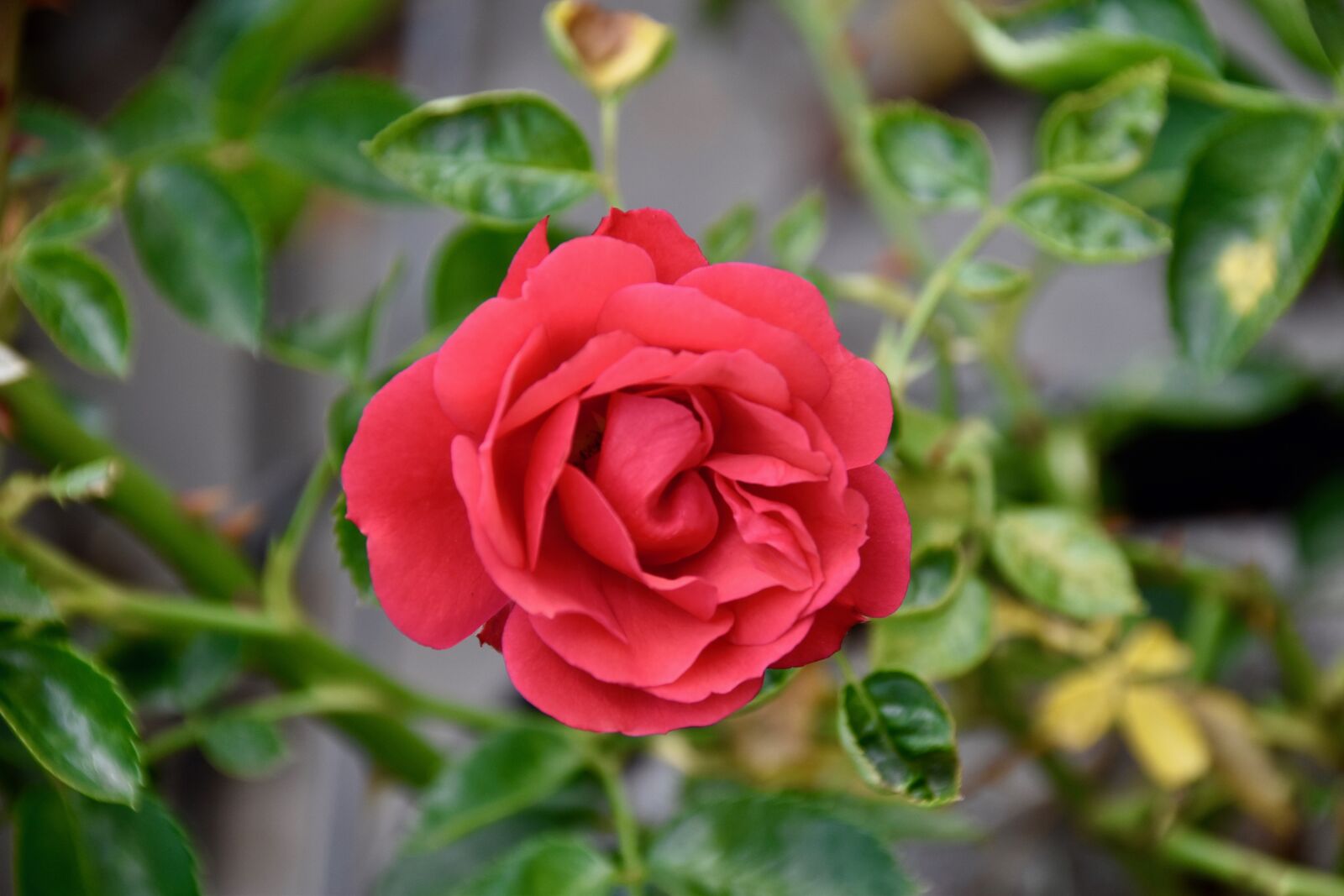 Nikon D5600 sample photo. Flower, pink, red rose photography