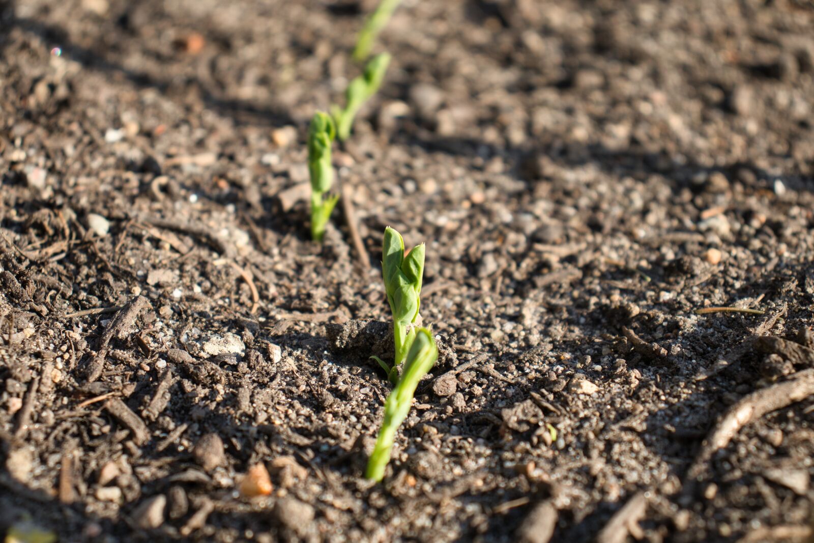 Canon EOS 200D (EOS Rebel SL2 / EOS Kiss X9) sample photo. Pea, raised bed, garden photography