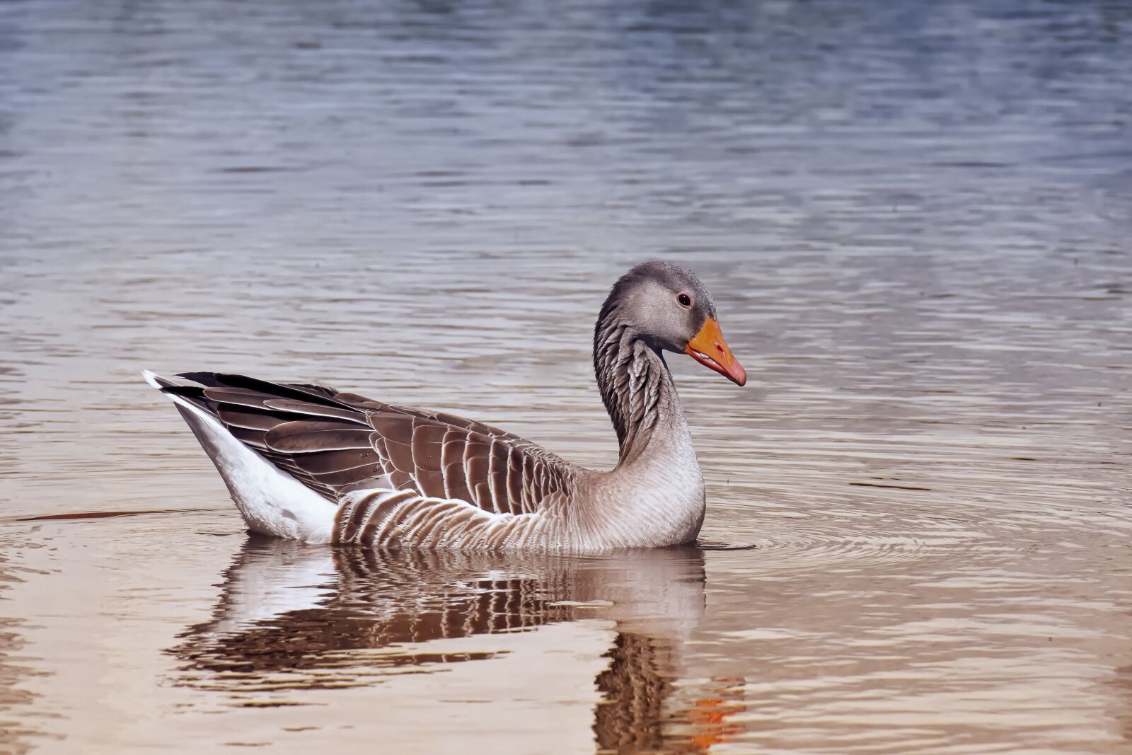 Nikon D7200 sample photo. Goose, wild bird, wild photography