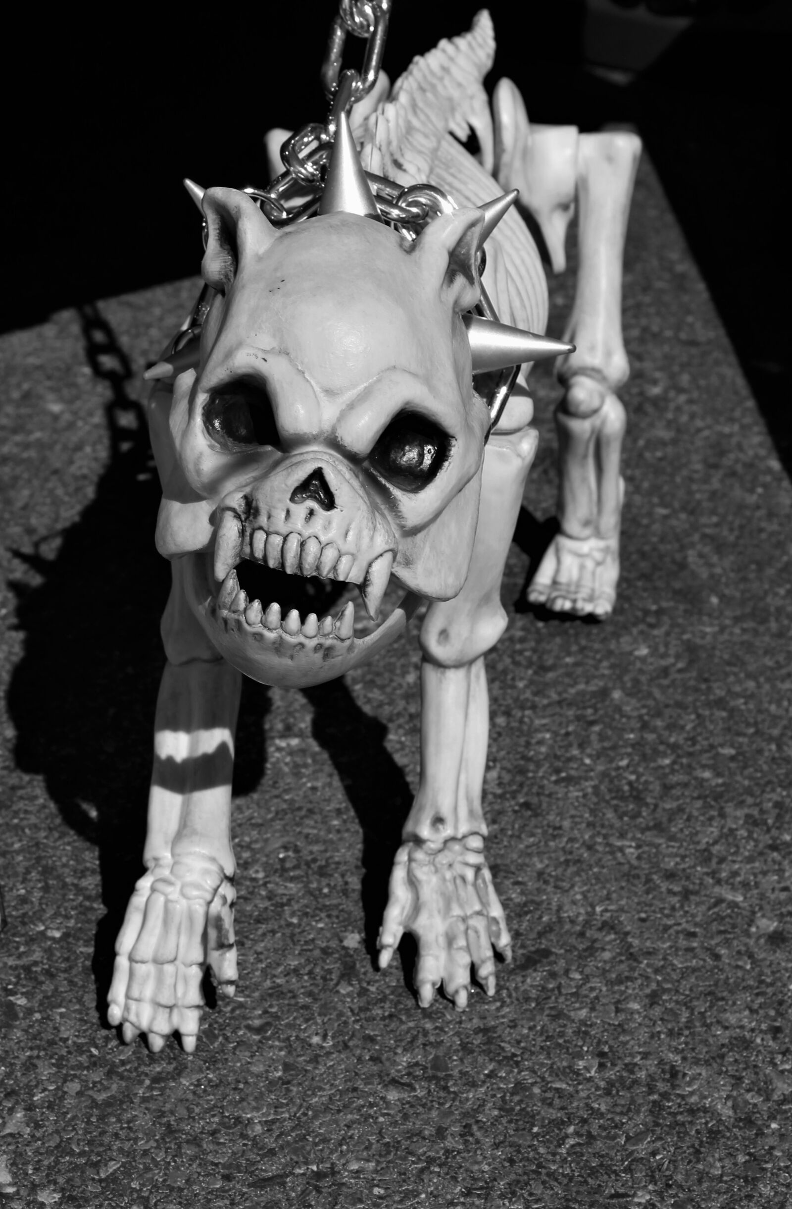 Canon EOS 1100D (EOS Rebel T3 / EOS Kiss X50) sample photo. Skeleton dog, watch dog photography