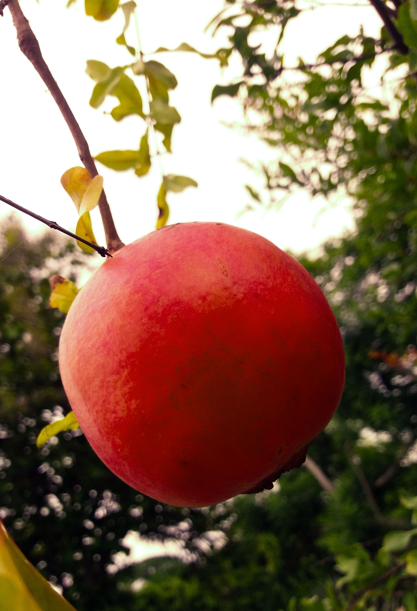 Samsung Galaxy J5 sample photo. Chinese granada, tree, nature photography