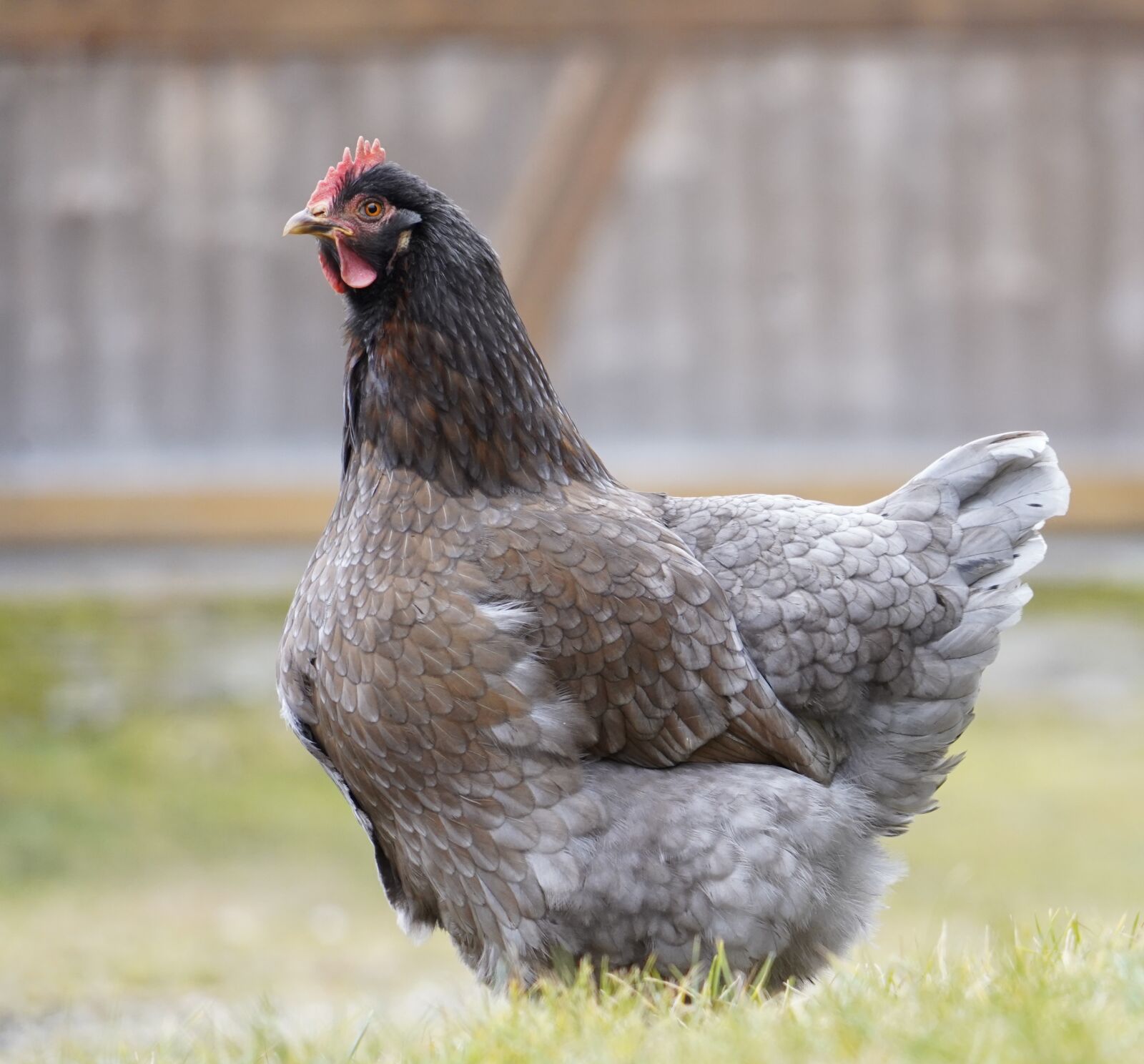 Sony a7 III sample photo. Chicken, biohuhn, chicks photography