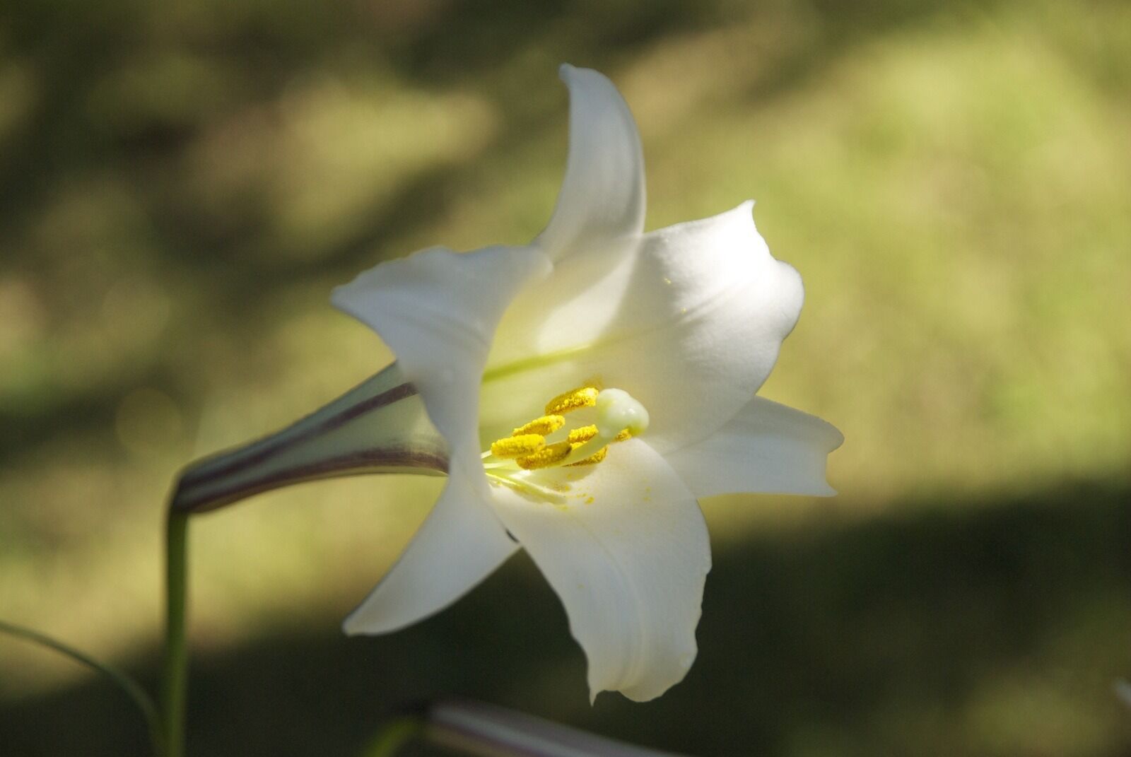 Nikon D200 sample photo. Flower, white, madagascar photography