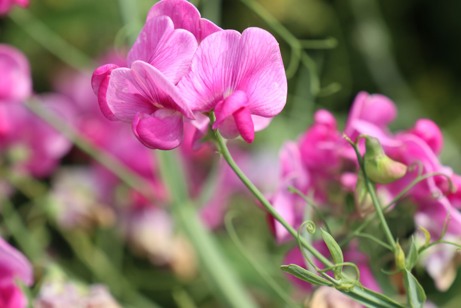 Canon EOS M6 sample photo. Summer, garden, flowers photography