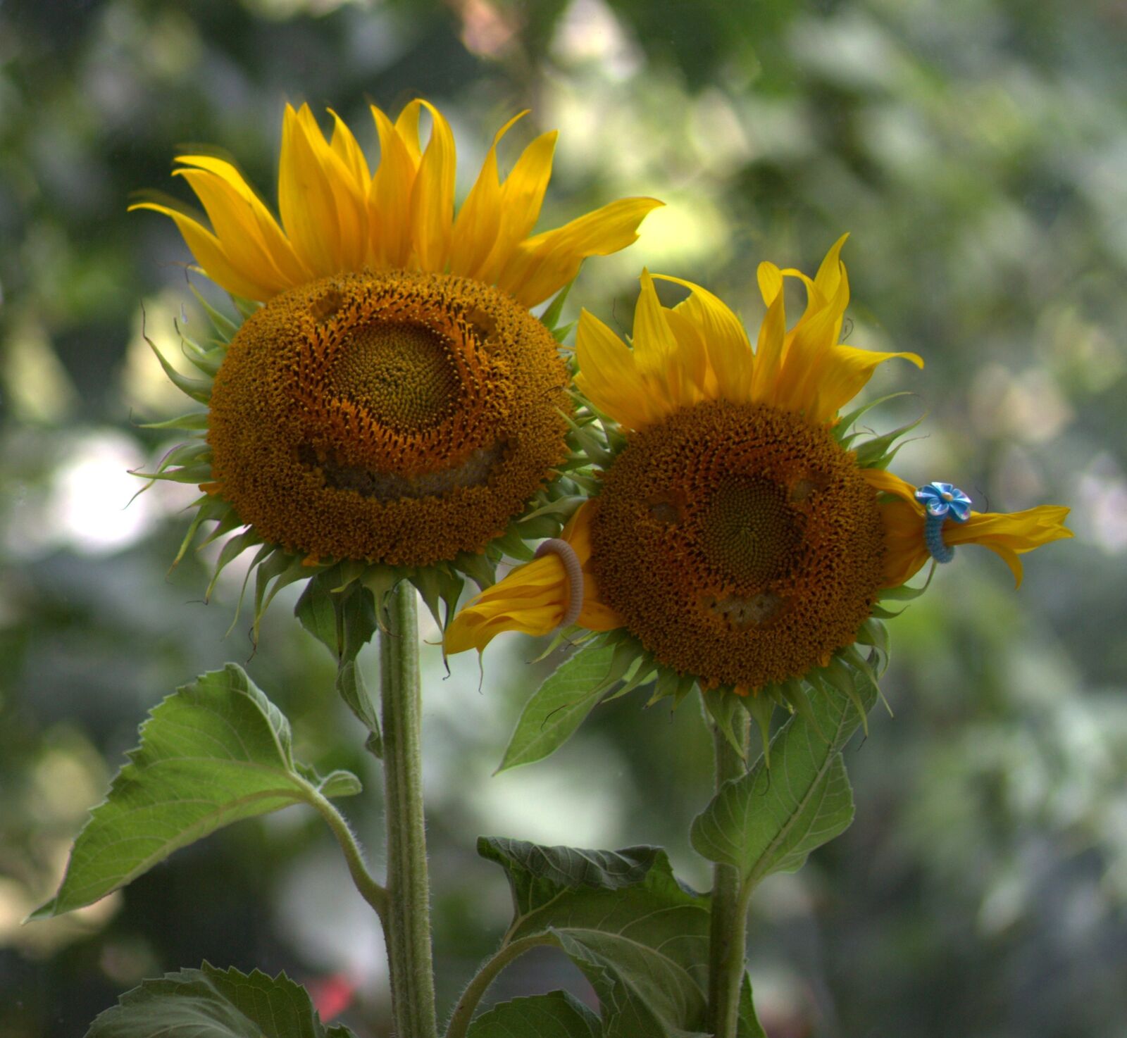 Canon EOS 700D (EOS Rebel T5i / EOS Kiss X7i) + Canon EF 85mm F1.8 USM sample photo. Sunflower, pair, love photography