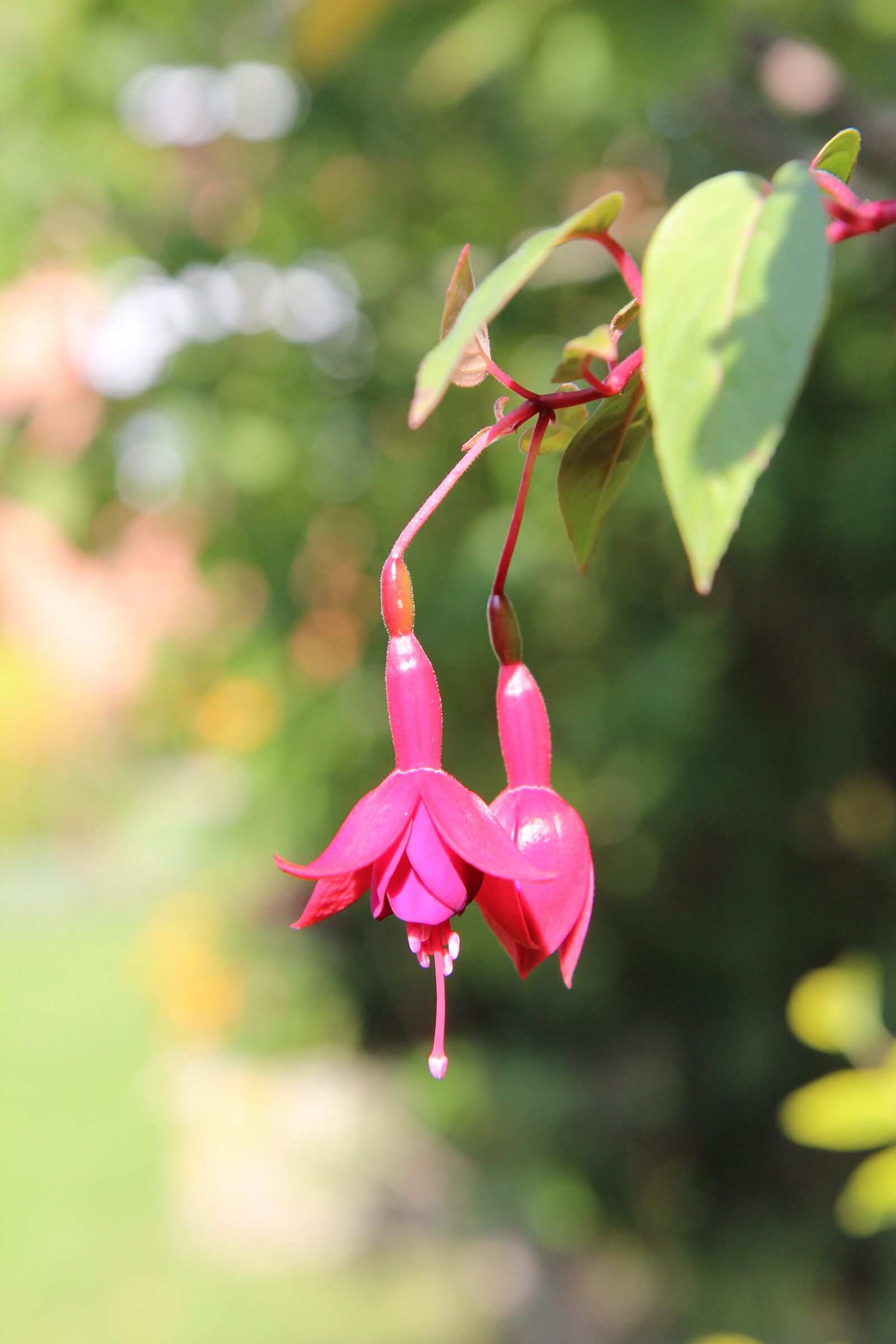 Canon EOS 600D (Rebel EOS T3i / EOS Kiss X5) sample photo. Fuchsia, fuchsia red, flowers photography