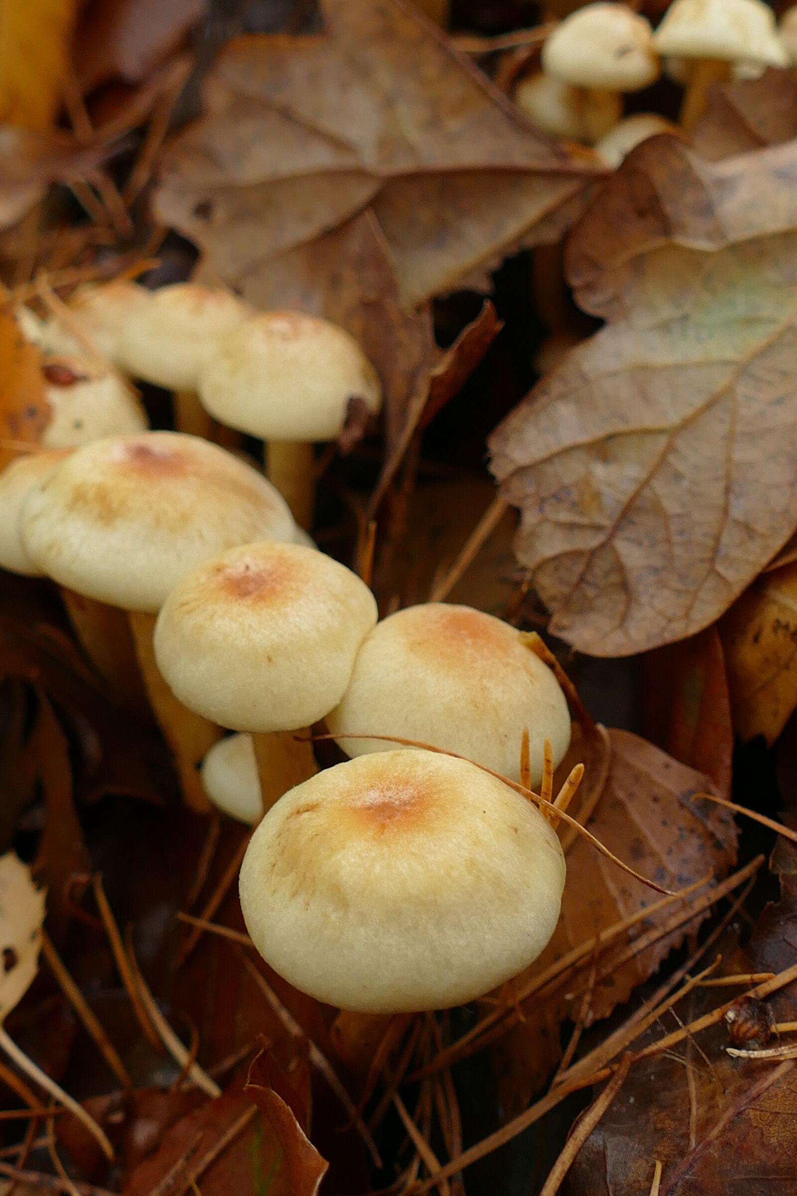 Panasonic Lumix DMC-FZ1000 sample photo. Mushroom, agaric, mold photography