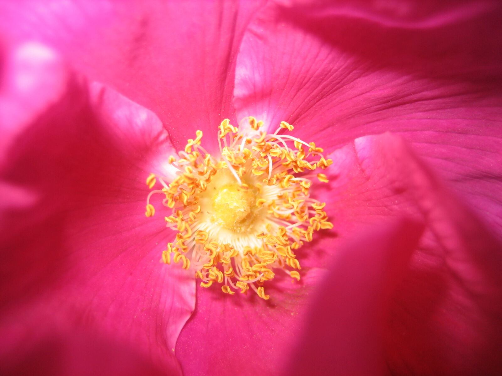 Canon POWERSHOT SD450 sample photo. Flower, nature, perennials, pink photography