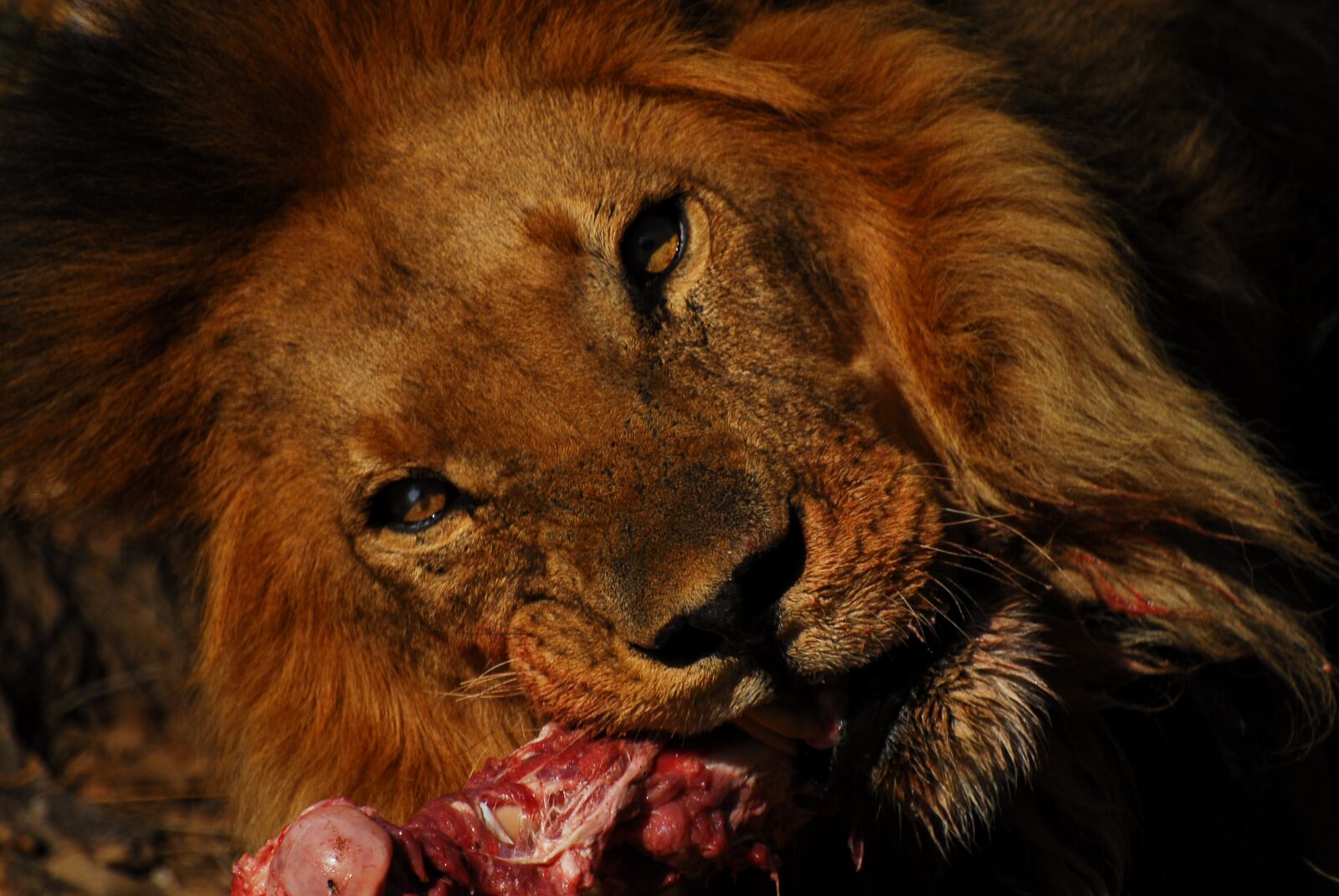 Nikon D200 sample photo. Lion, namibia, africa photography
