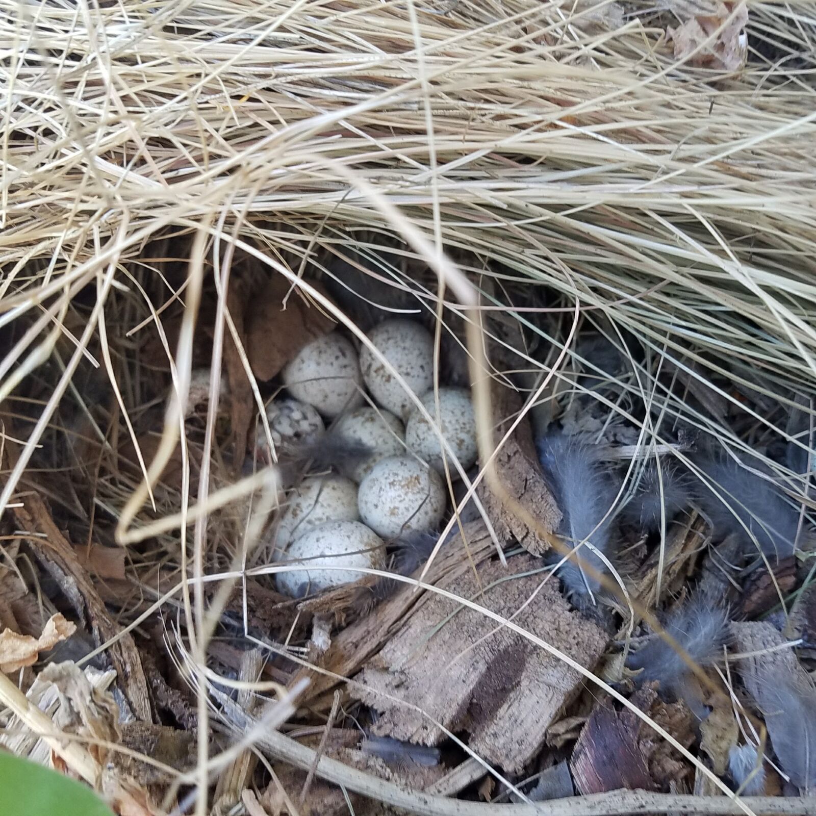 Samsung Galaxy S7 sample photo. Quail eggs, quail, california photography