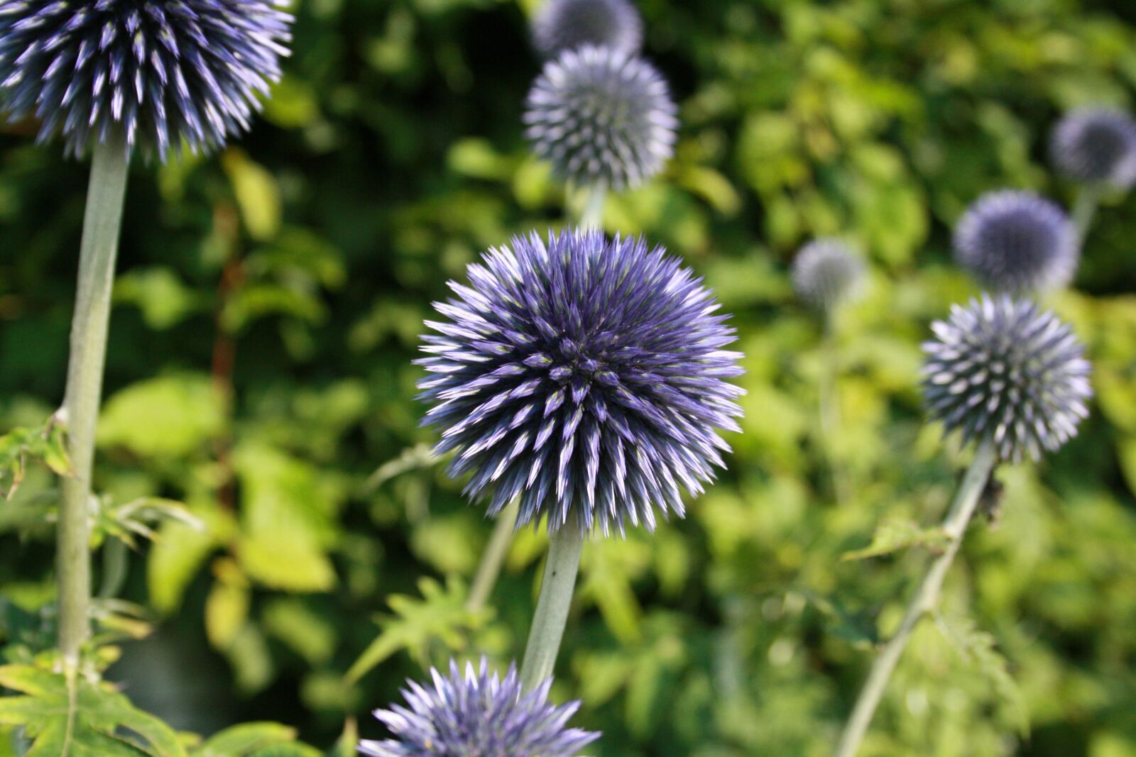 Canon EOS 1000D (EOS Digital Rebel XS / EOS Kiss F) sample photo. Plant, summer, thistle photography
