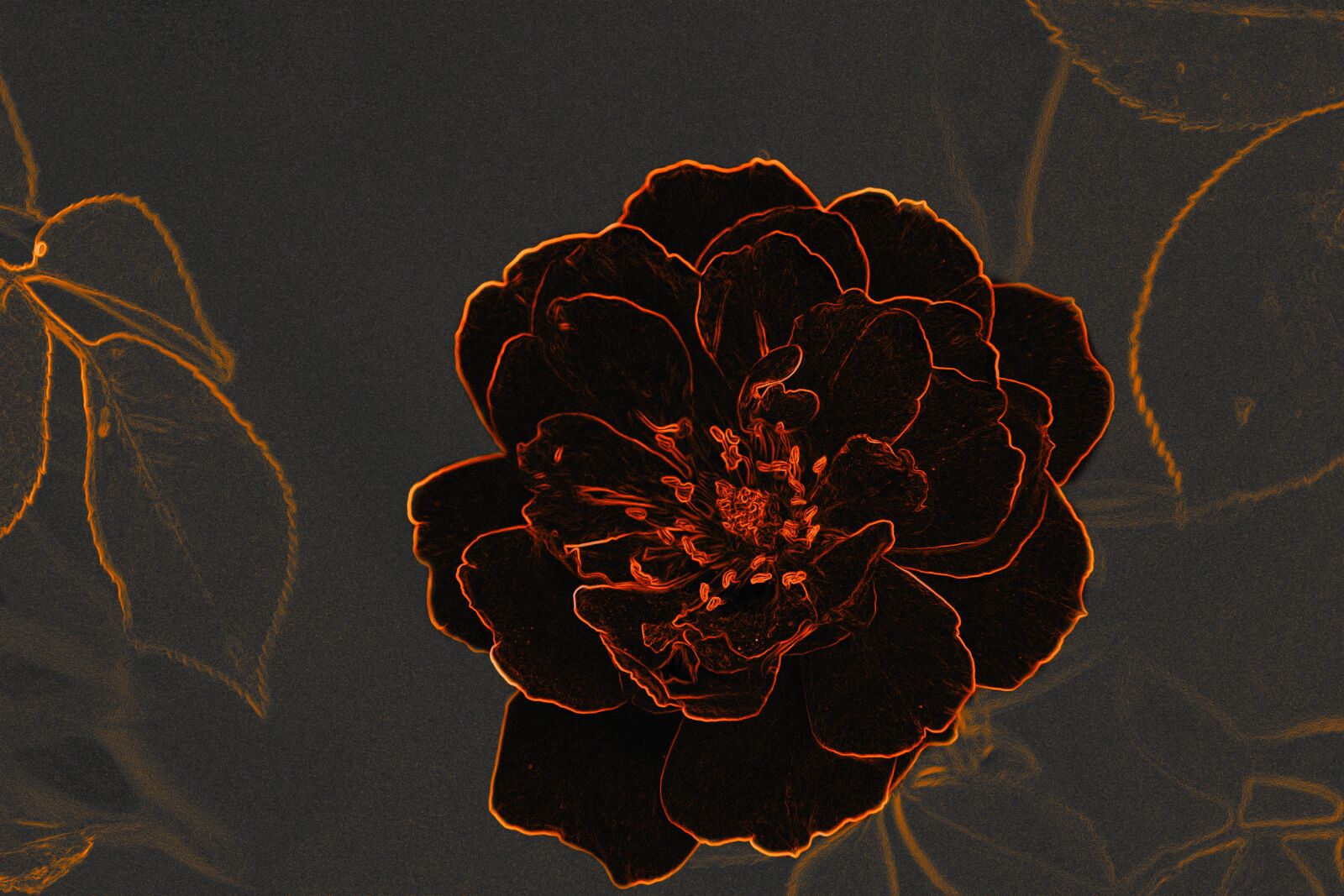 Nikon D5600 sample photo. Black rose, flower, contours photography