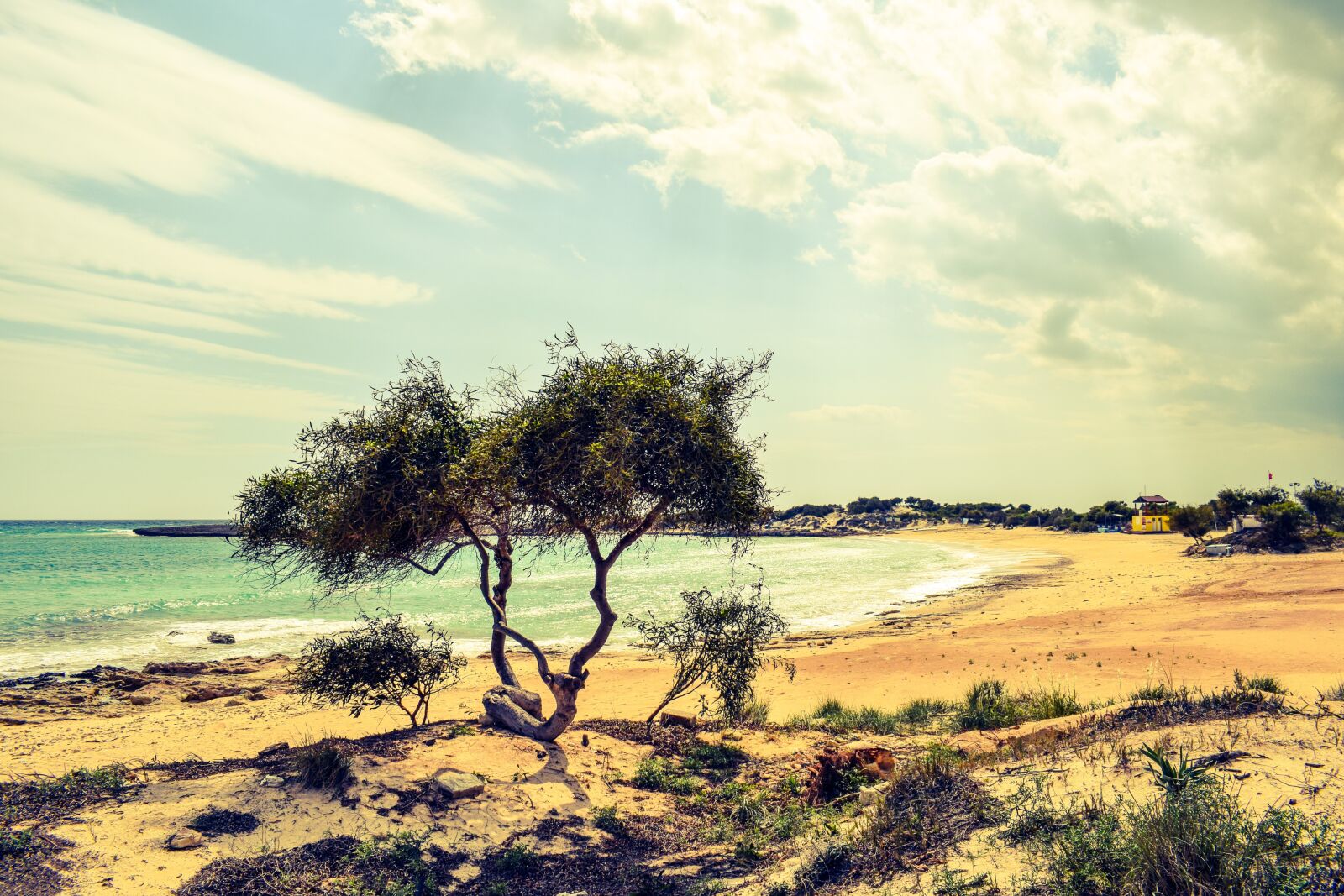 Nikon D3300 sample photo. Tree, dunes, sea photography