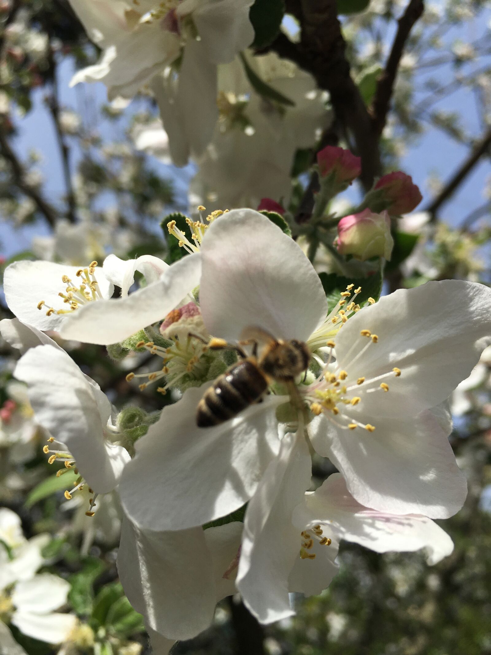 Apple iPhone 6s Plus sample photo. Spring flower, blossom, white photography