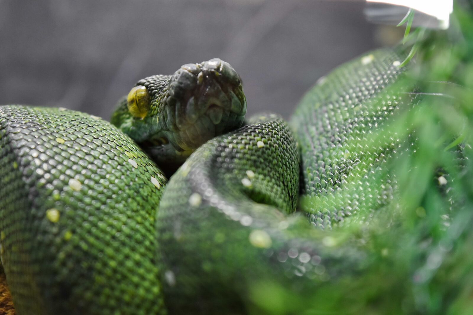 Nikon D5500 sample photo. Python, rainforest, nature, reptile photography
