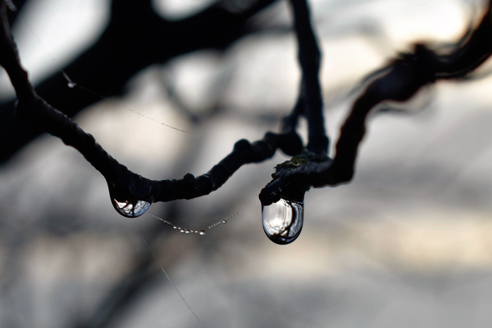 Nikon D5500 sample photo. Drop of water, dew photography