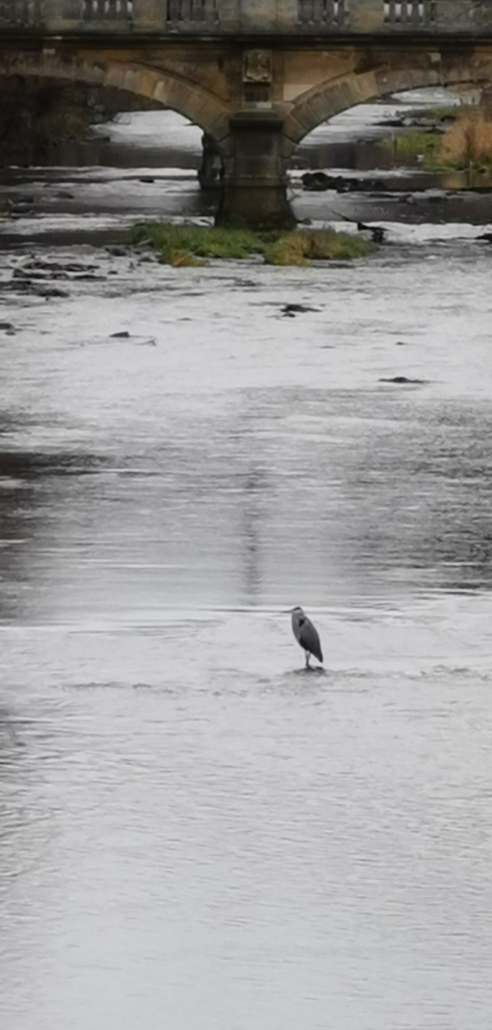 HUAWEI Mate 20 Pro sample photo. River, grey heron, bird photography