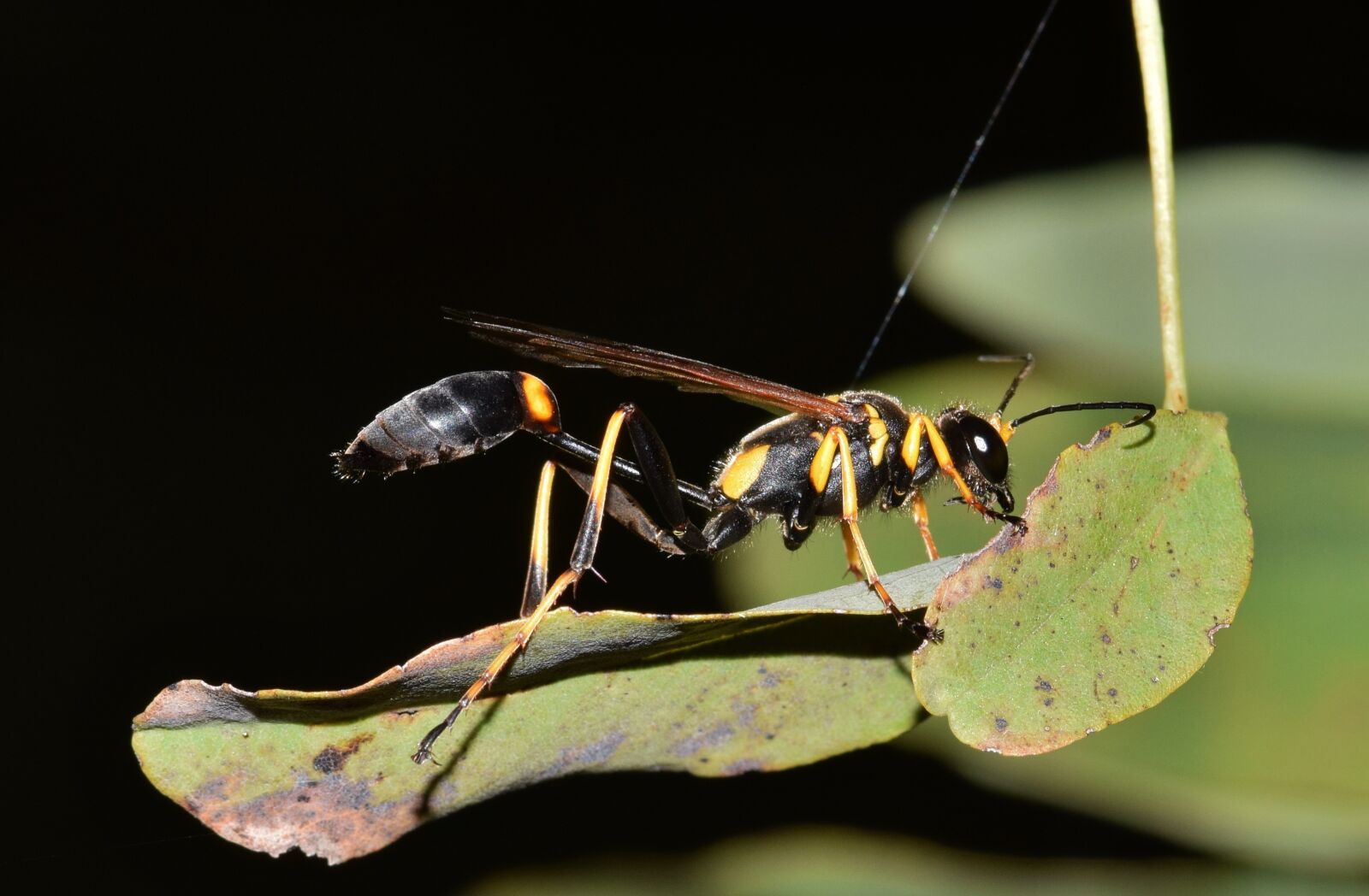 Nikon D5300 sample photo. Wasp, mud dauber, mud photography